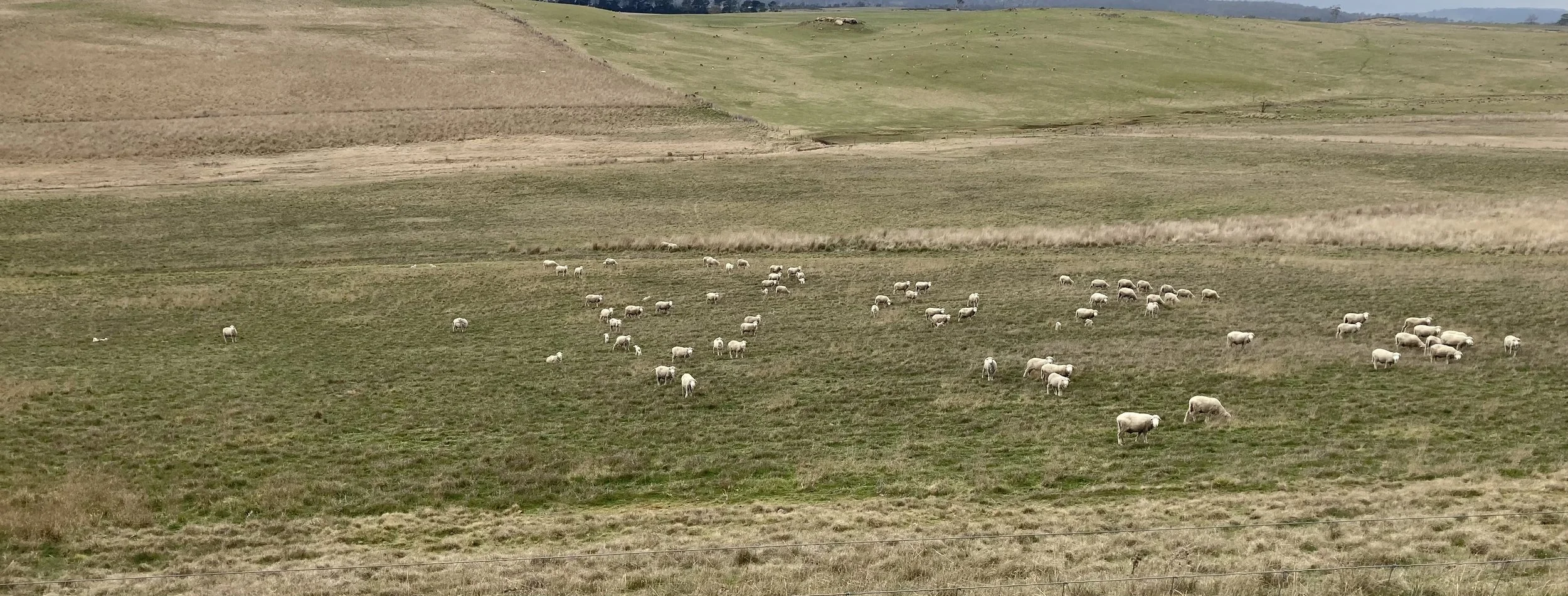 Pastoral Care: Lambing