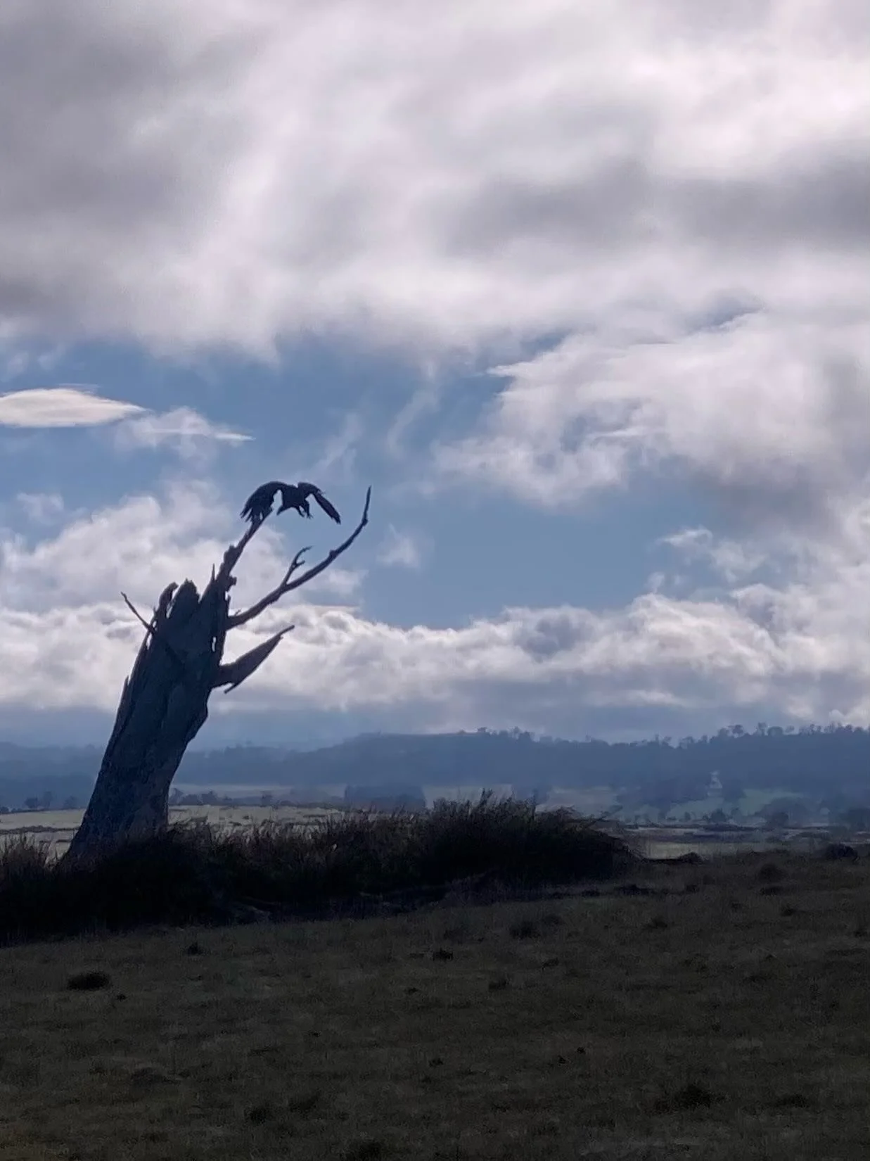 This morning&rsquo;s gift from nature &mdash; a wedge-tailed eagle taking off right in front of me and the dogs! #whitegumwool #wgwshepherding #eagles #tasmanianwedgetailedeagle