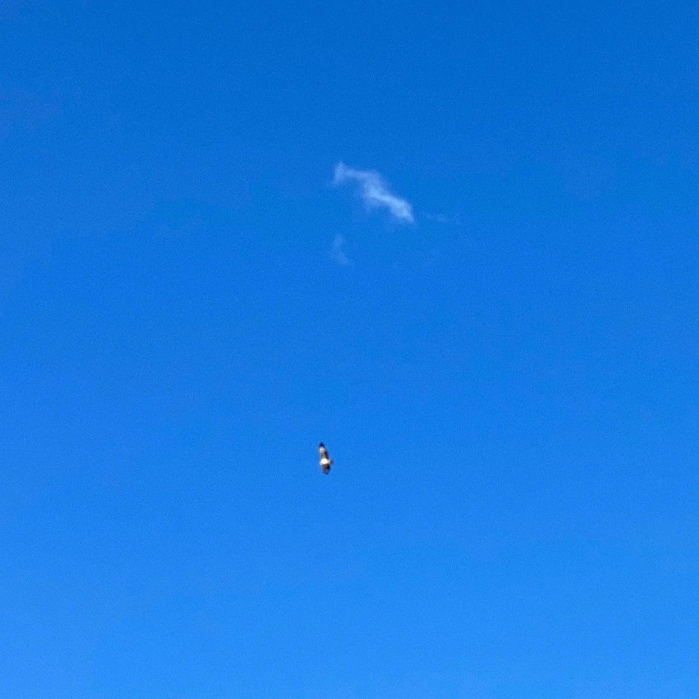 An uncommon sight -- a sea eagle over the farm this afternoon! #wgwshepherding #whitegumwool #seaeagle