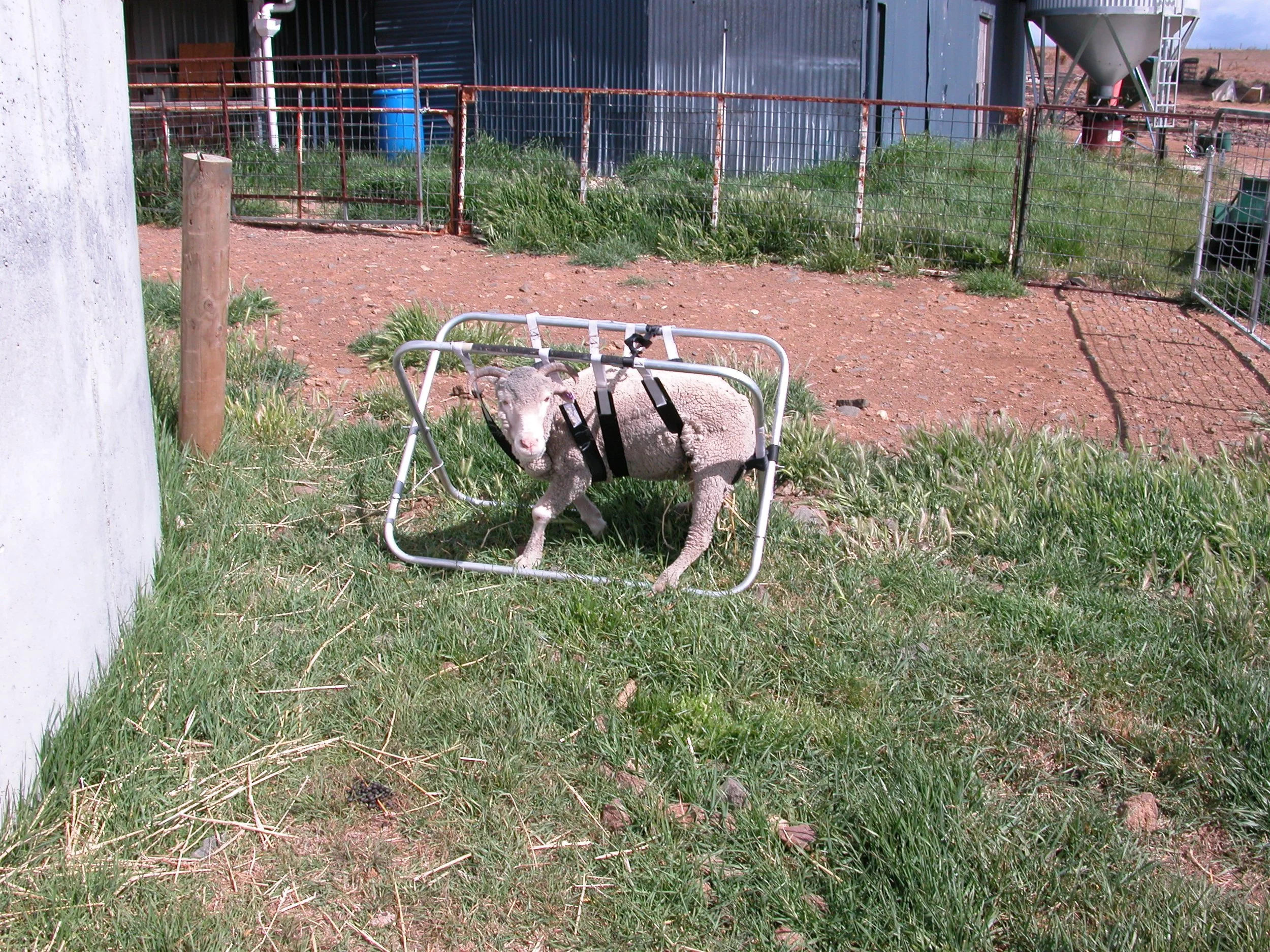 Alice in sling 2006.JPG