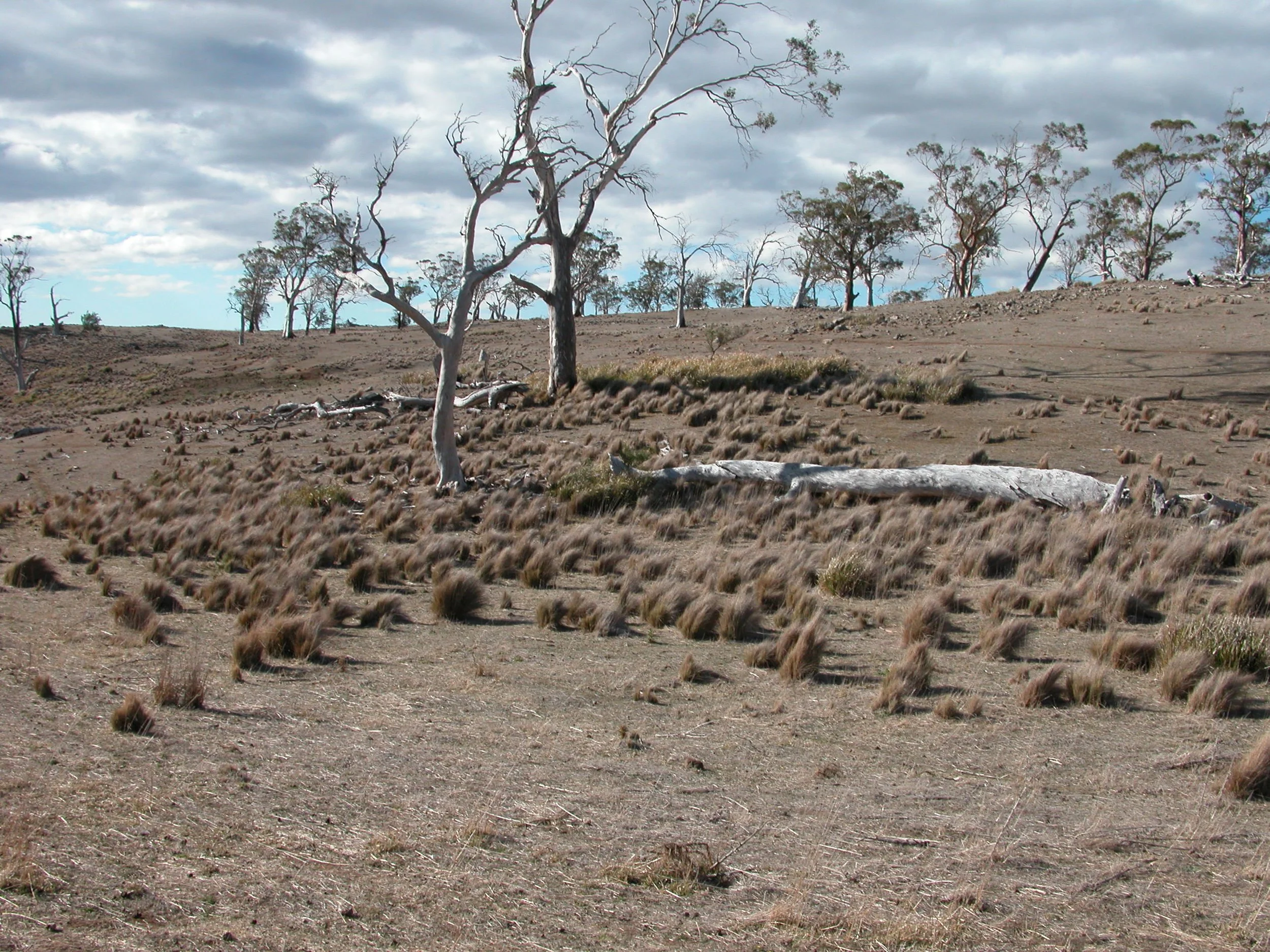 Near the bee tree trough location 2008