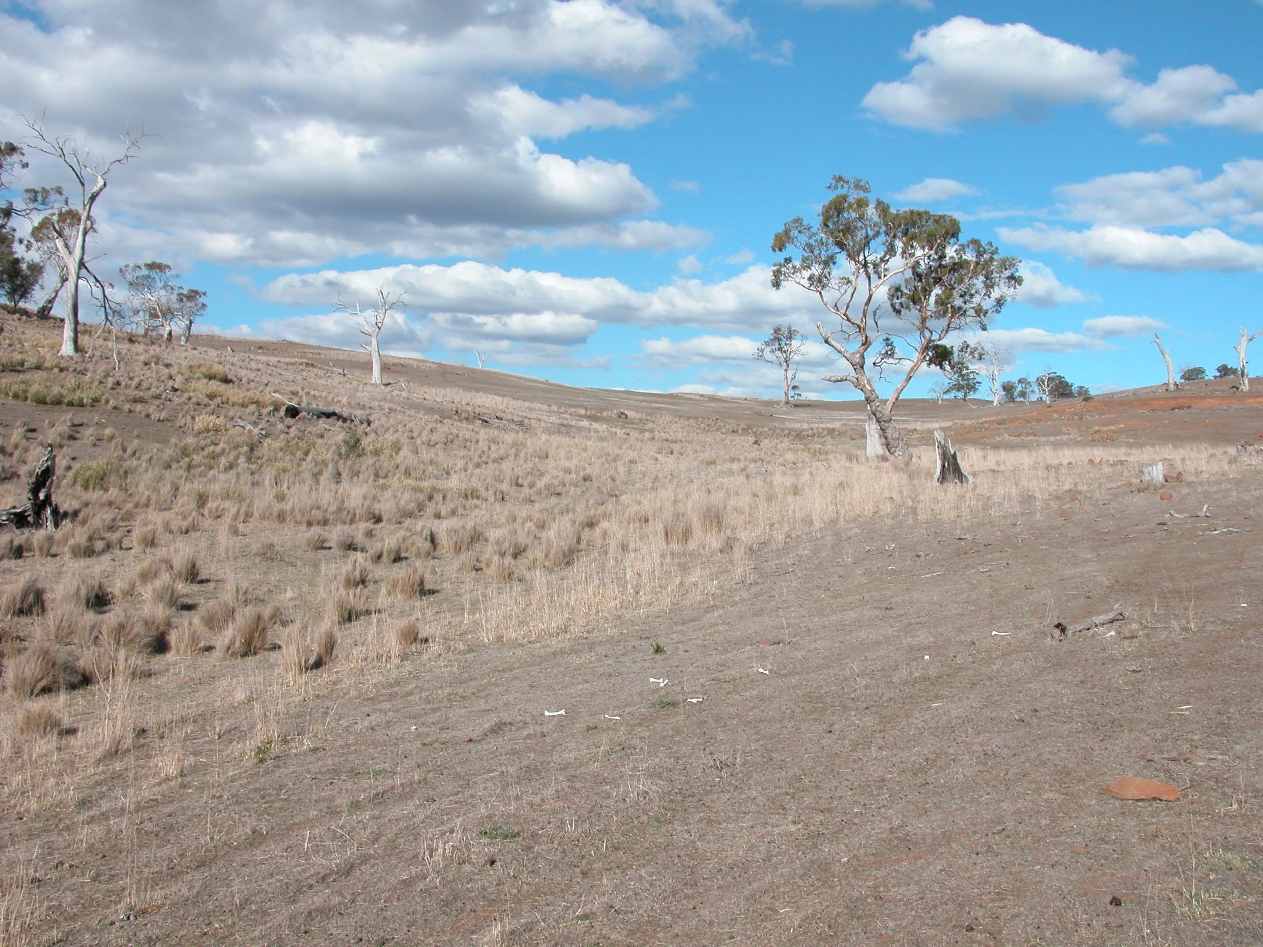 The hill above the bee tree 2007