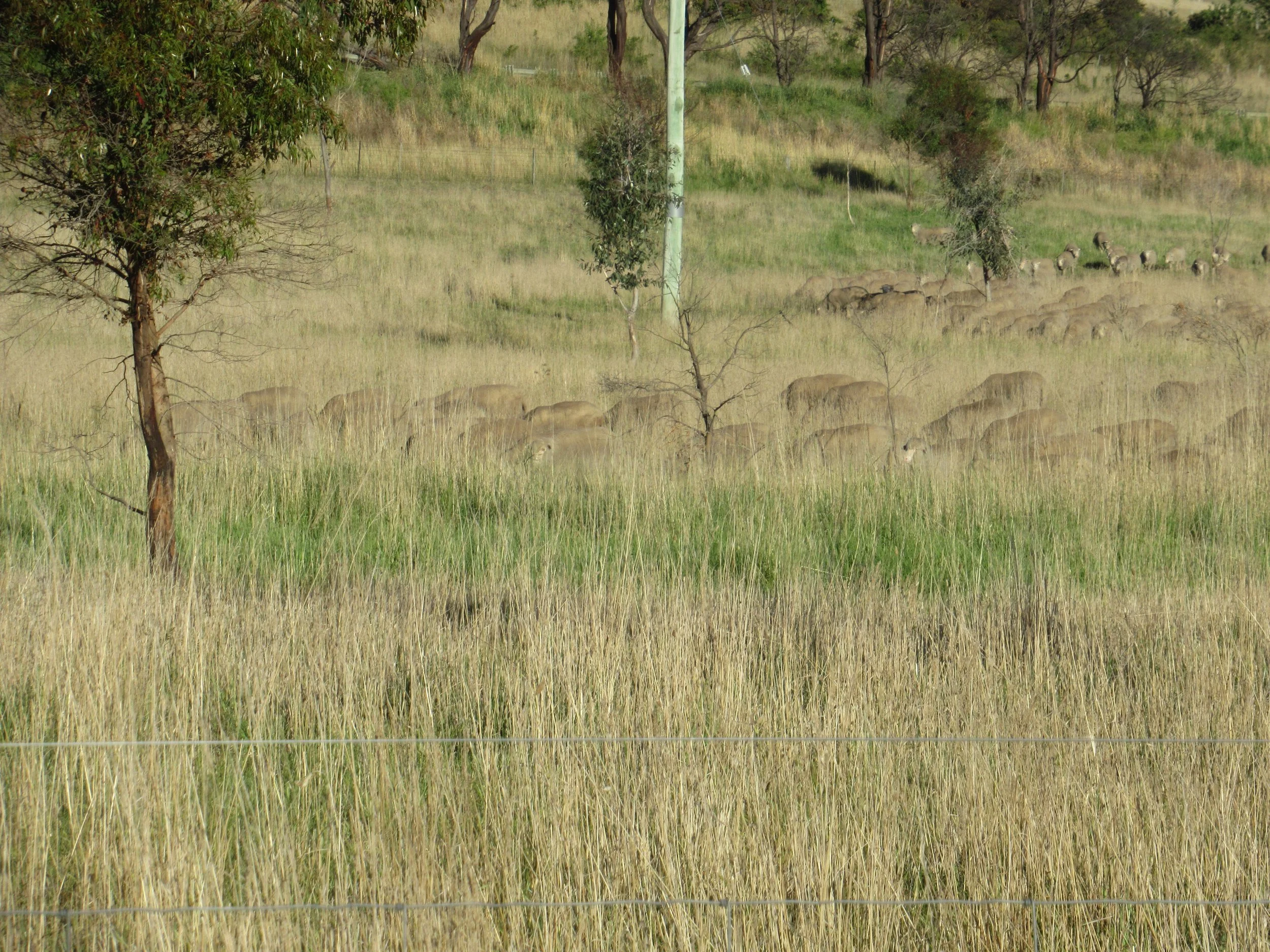 Long grass in the Forest, spring 2017