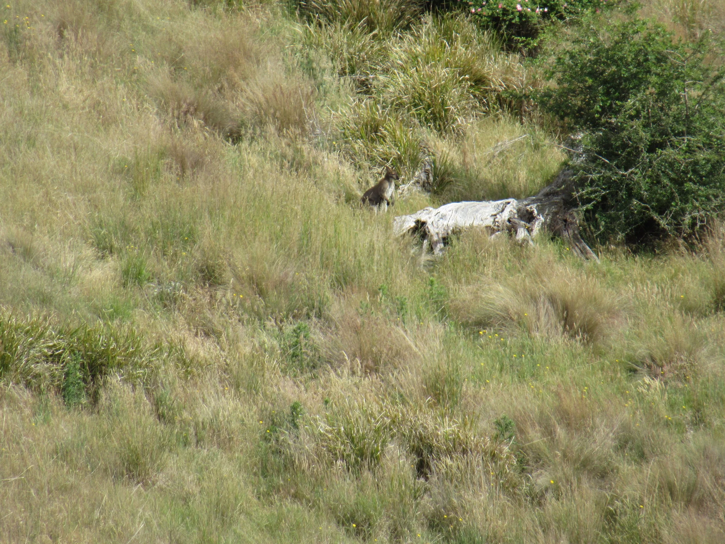 Wallaby in Waterfall Gully, spring 2017