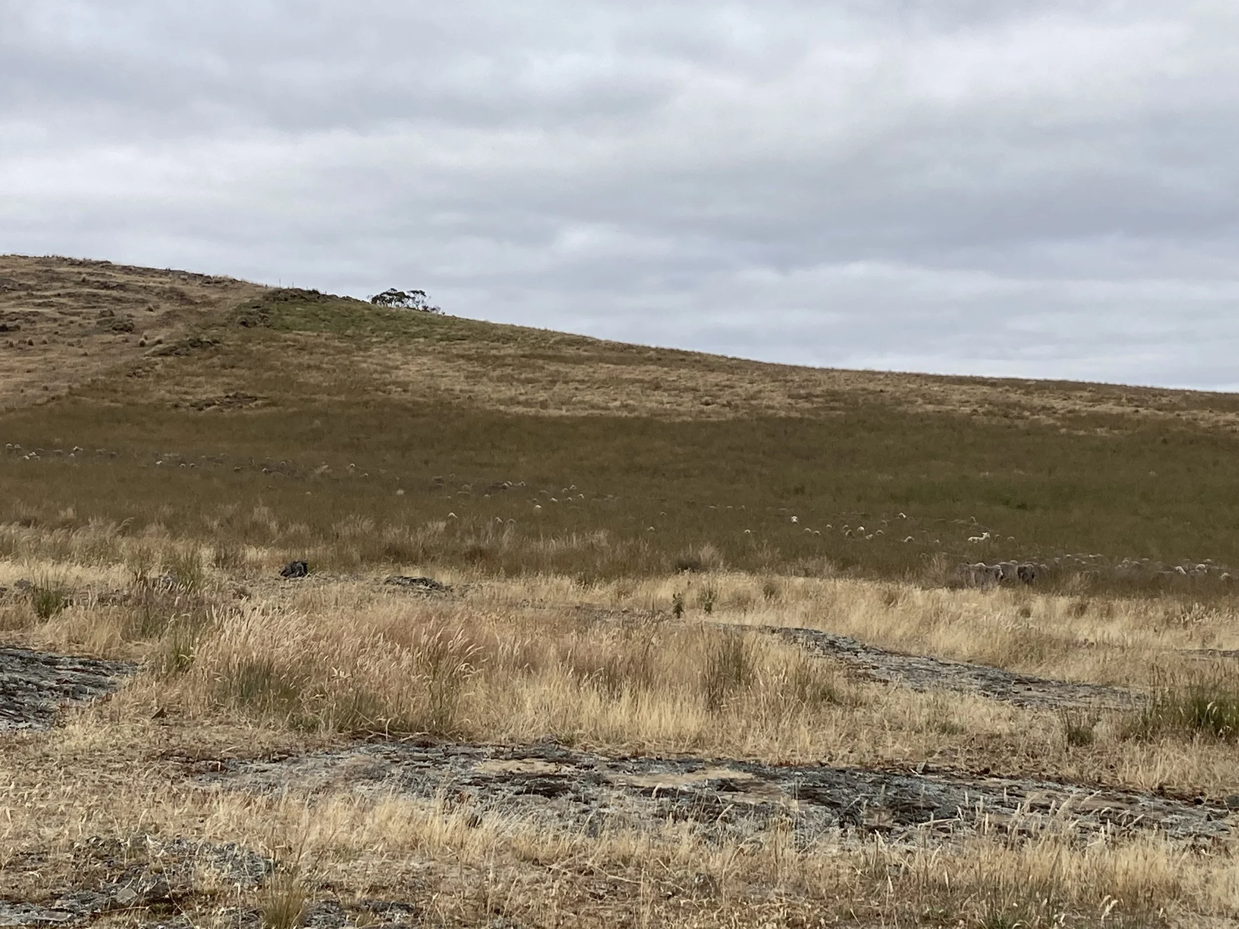 Wide angle of long grass in Basin 2026