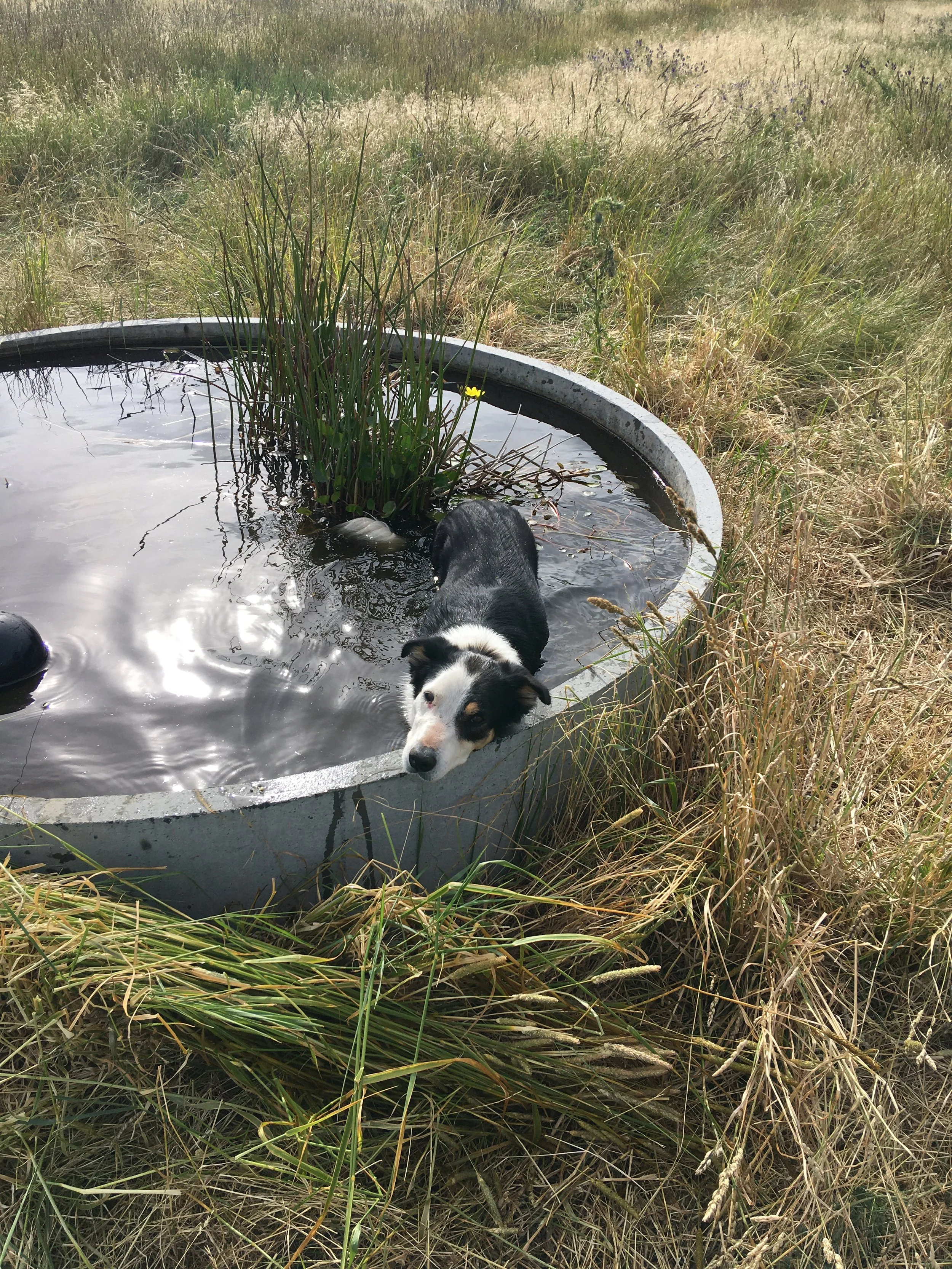 Joker in 2021.  The yellow flower is a native that has done really well across the farm