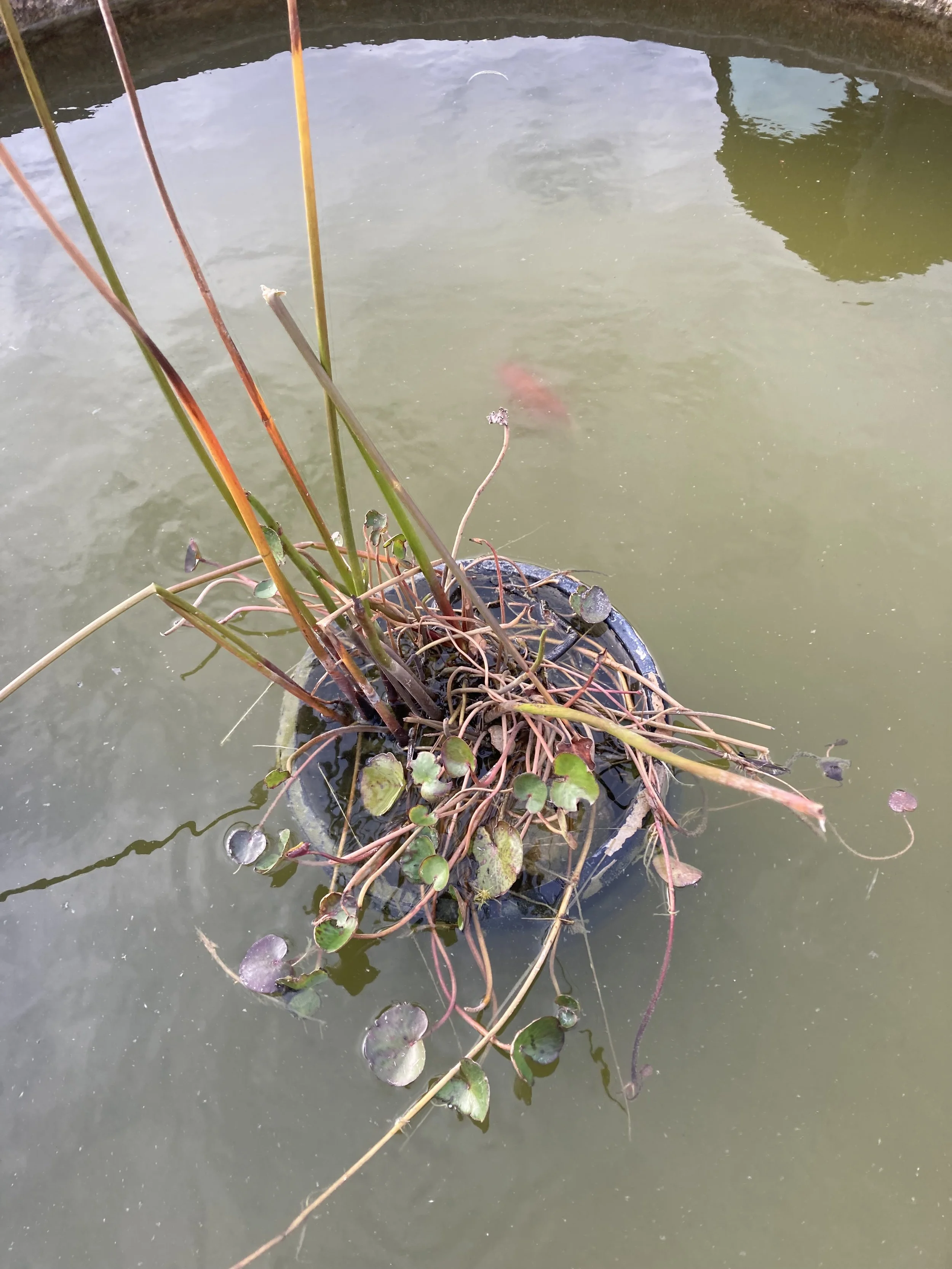 Big goldfish in a trough 2026