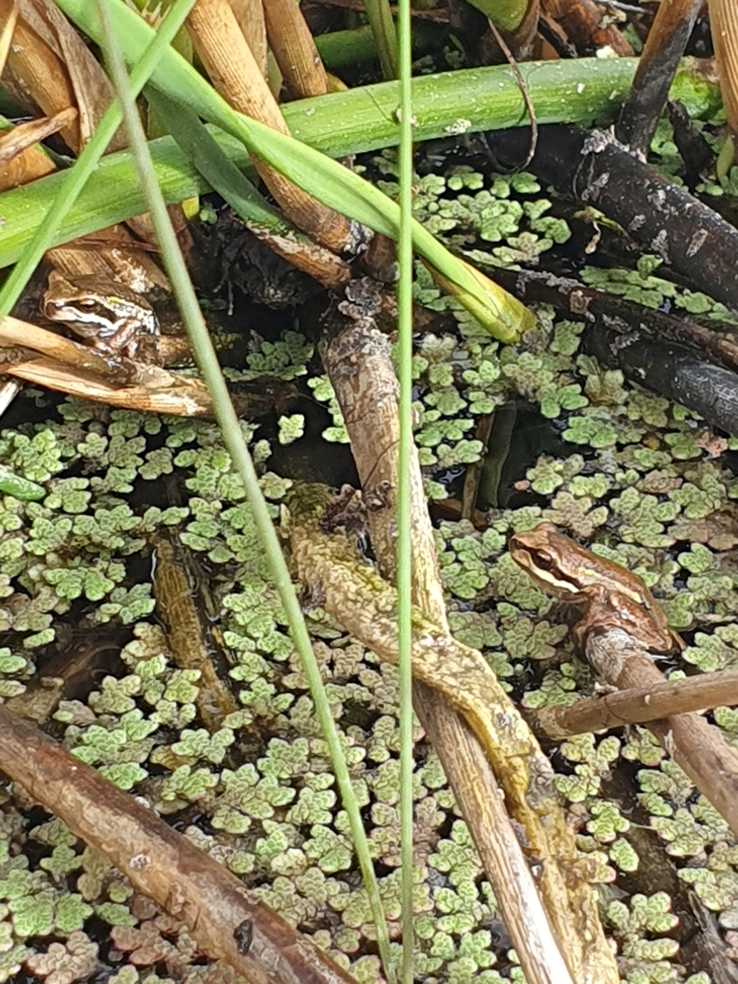 Brown tree frog in a trough 2026