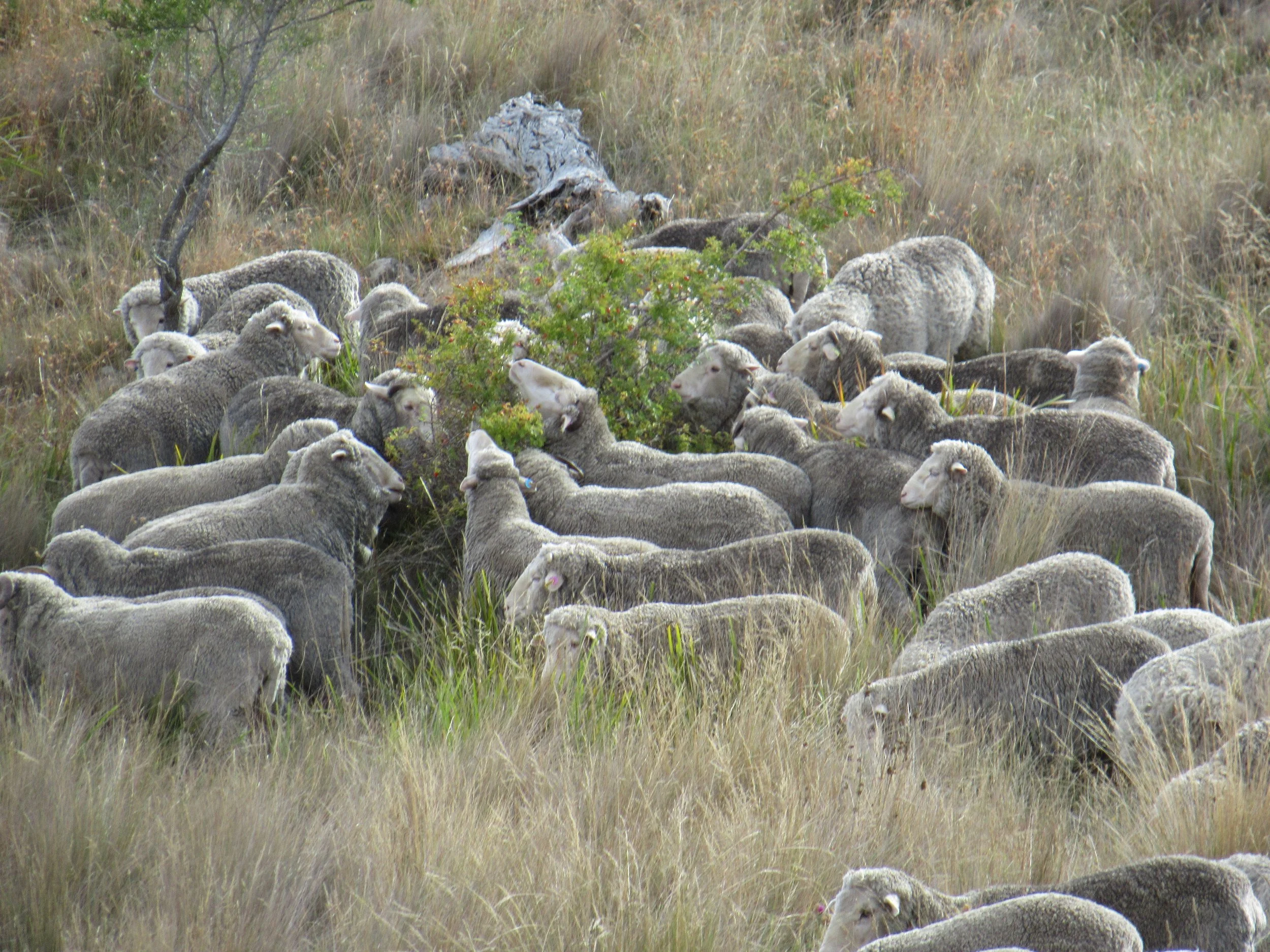 Grazing rose hips 2017