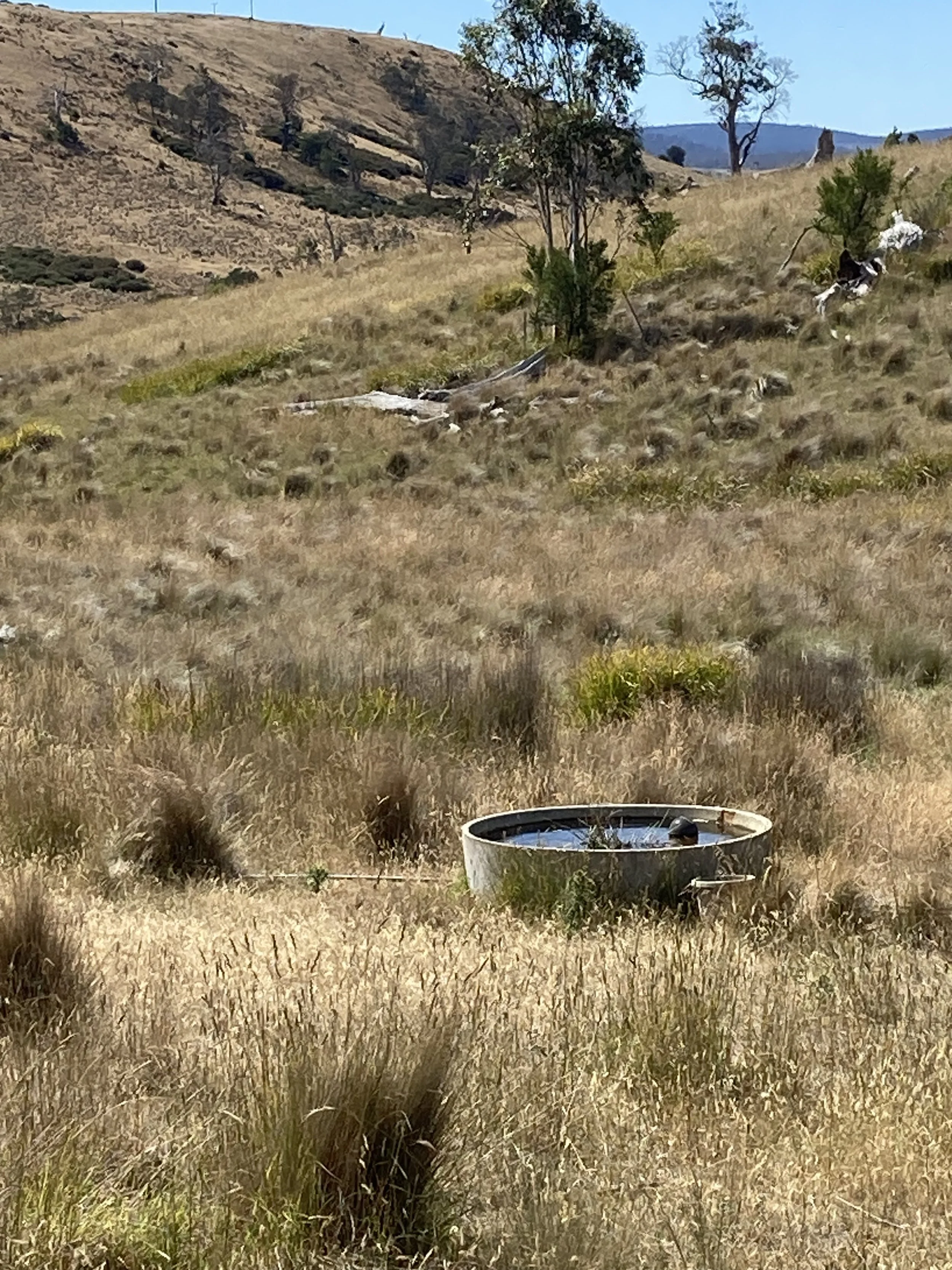 Bee tree trough 2026