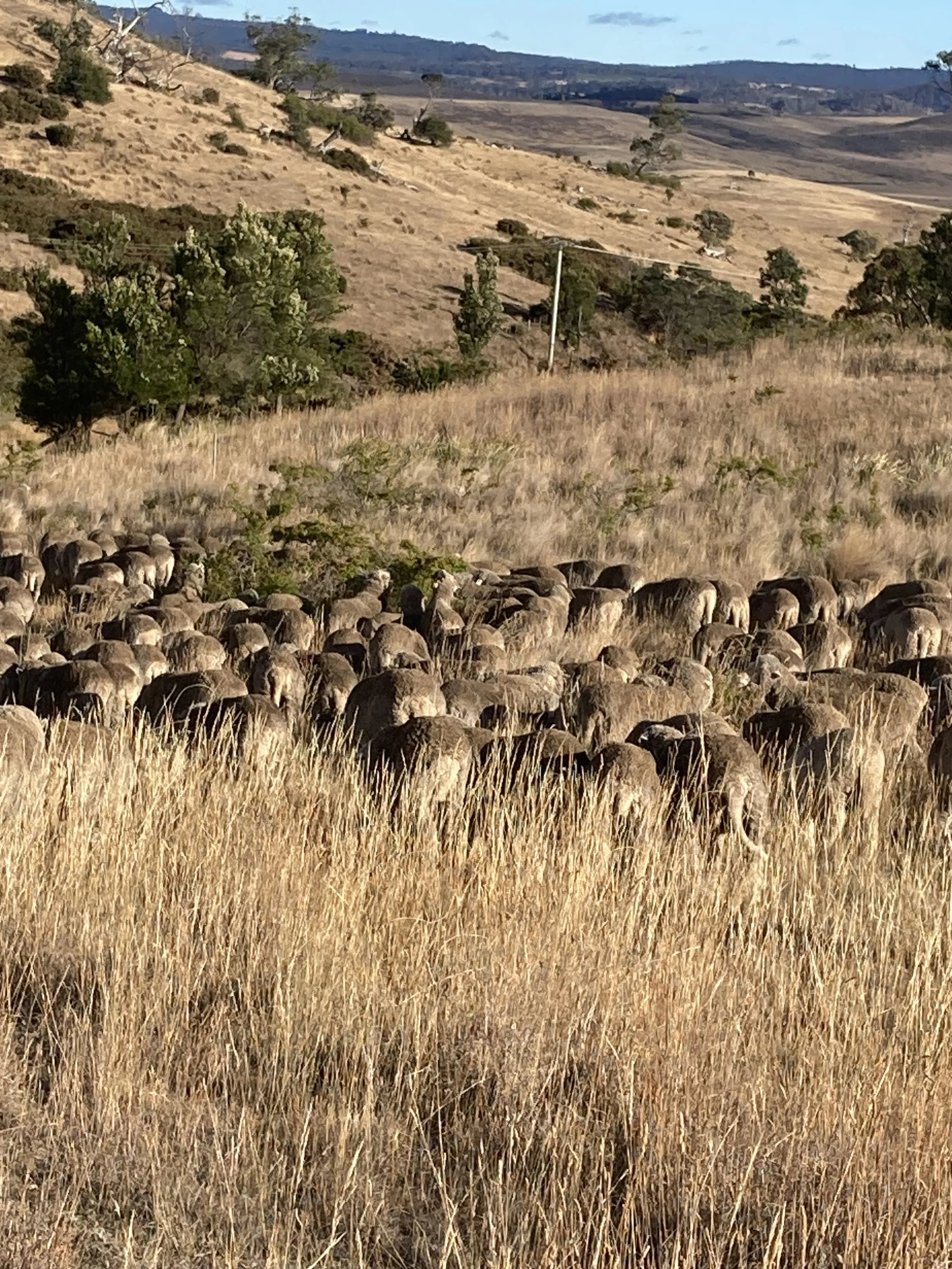Grazing rose hips 2026