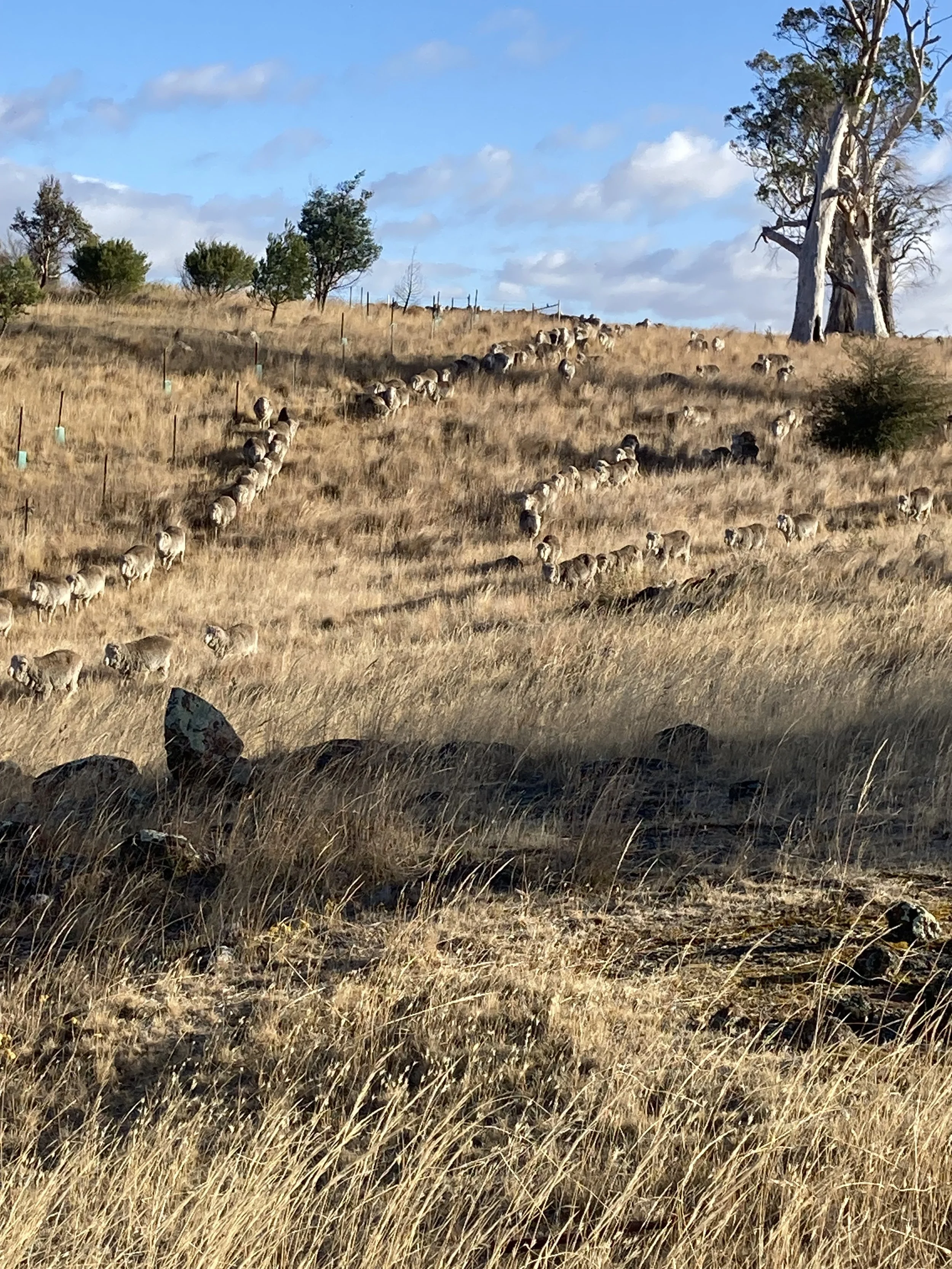 Coming down to the burn area 2026