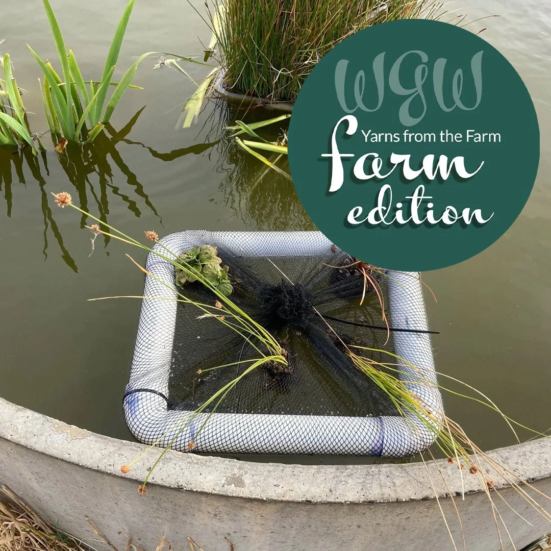 Check out the latest post: Floating Wetlands. Link is in my profile. #wgwshepherding #whitegumwool