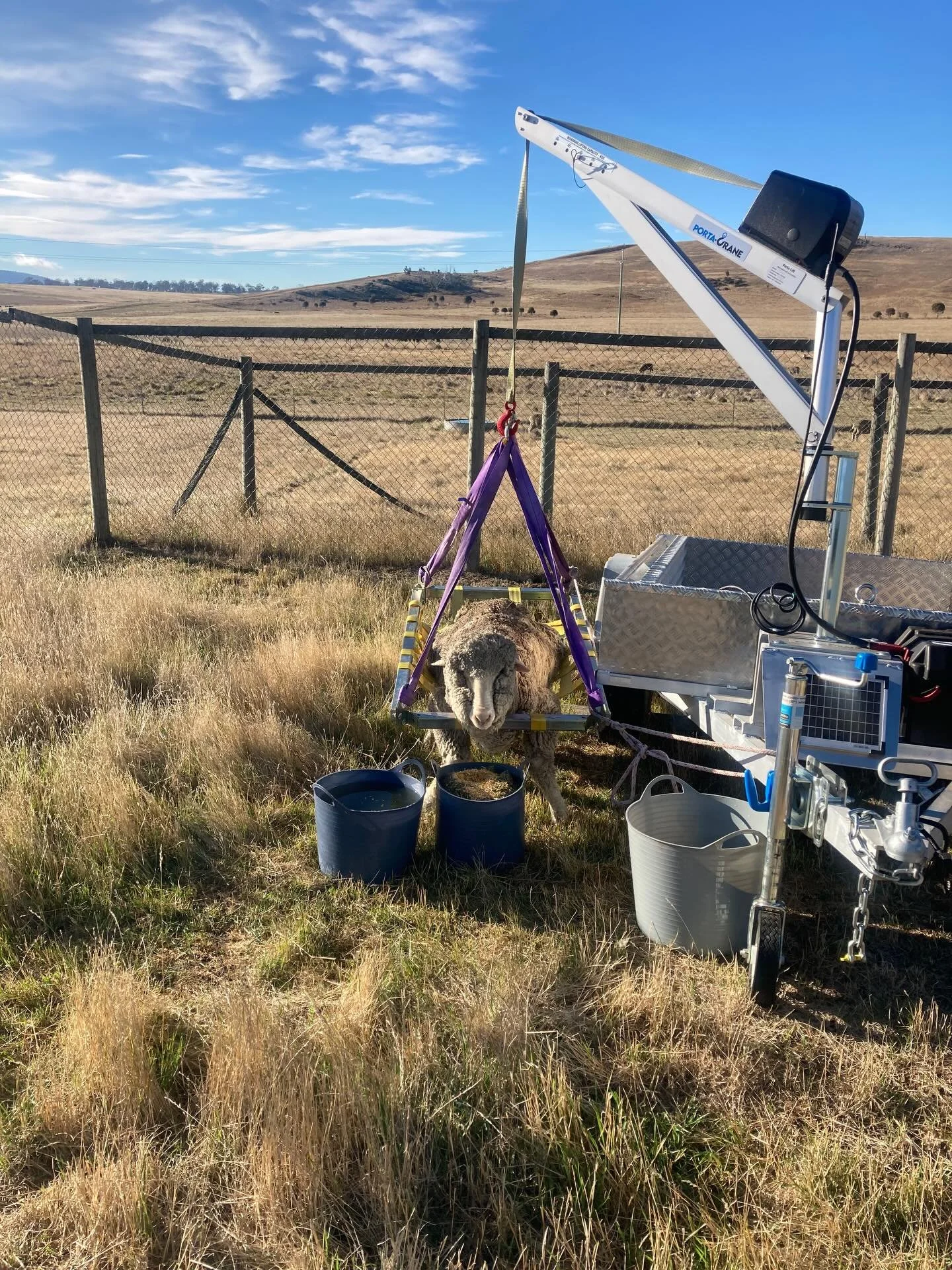 Meet Mary, latest rehab sheep. I think she pulled a muscle in her back leg and can&rsquo;t stand on her own. I&rsquo;m optimistic she&rsquo;ll recover. #wgwshepherding #whitegumwool