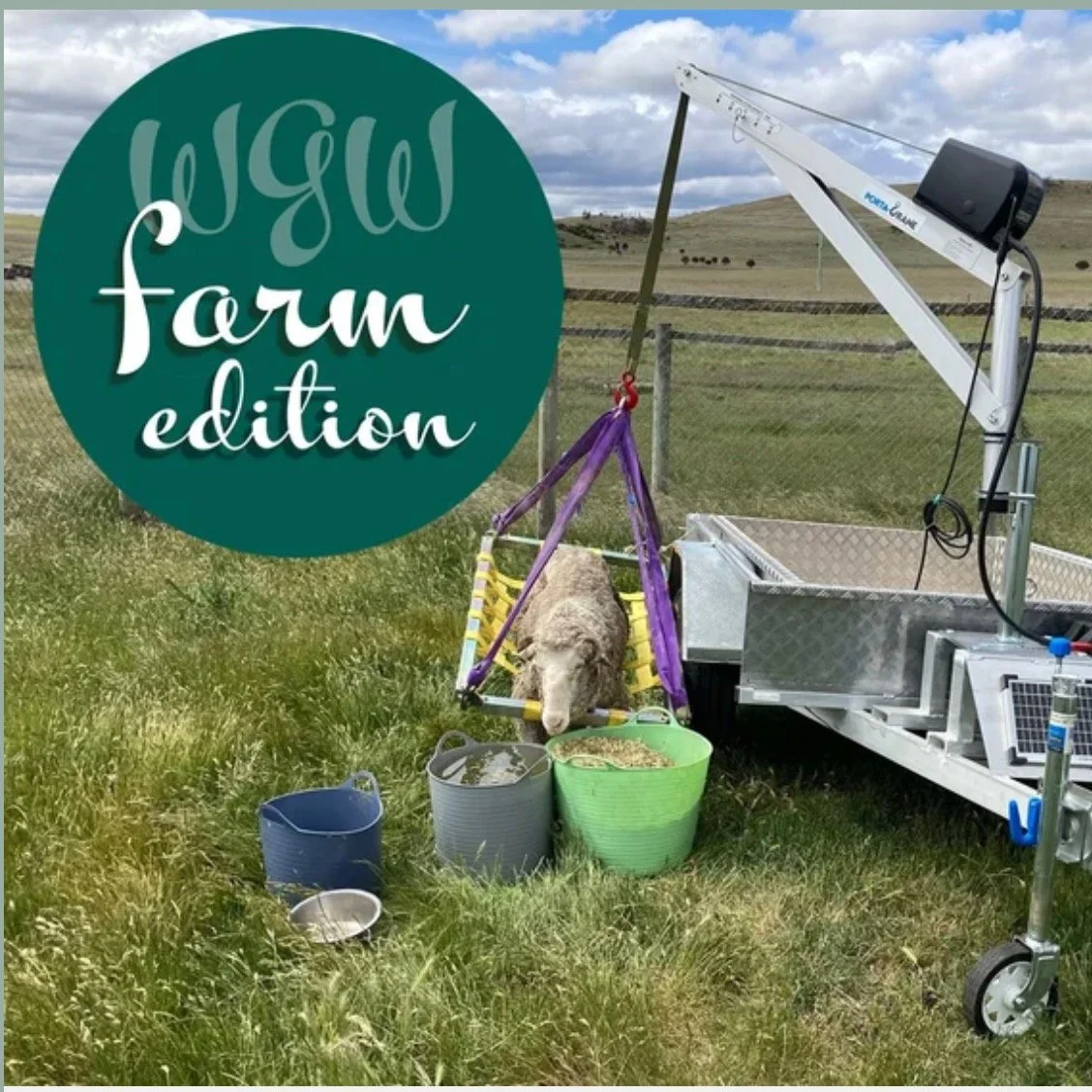 The latest Yarns from the Farm post is up! Use the link in my profile to find it. It's all about feet, teeth and staying upright. I hope you enjoy it! #wgwshepherding #whitegumwool