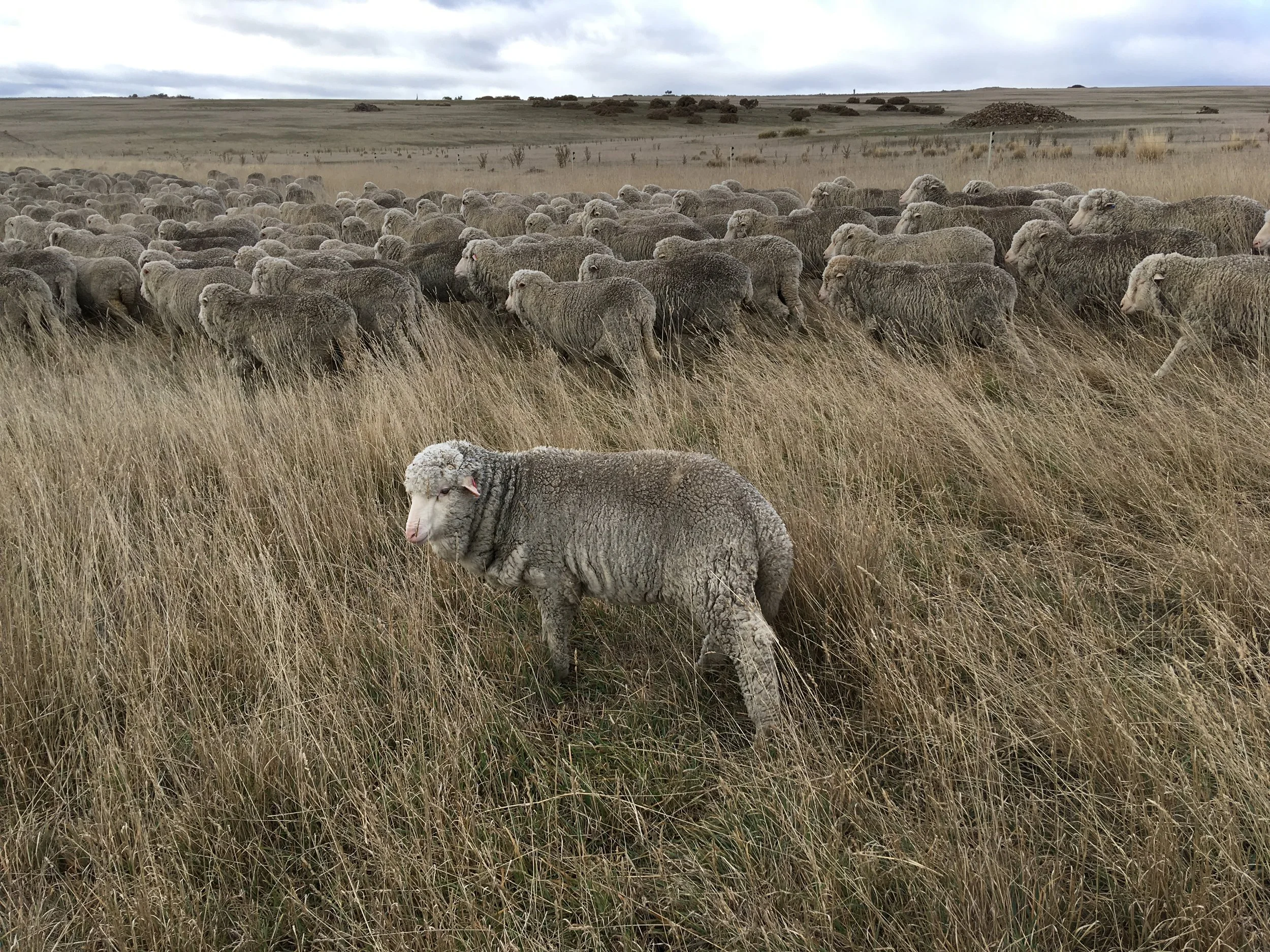 Torn between me and the flock