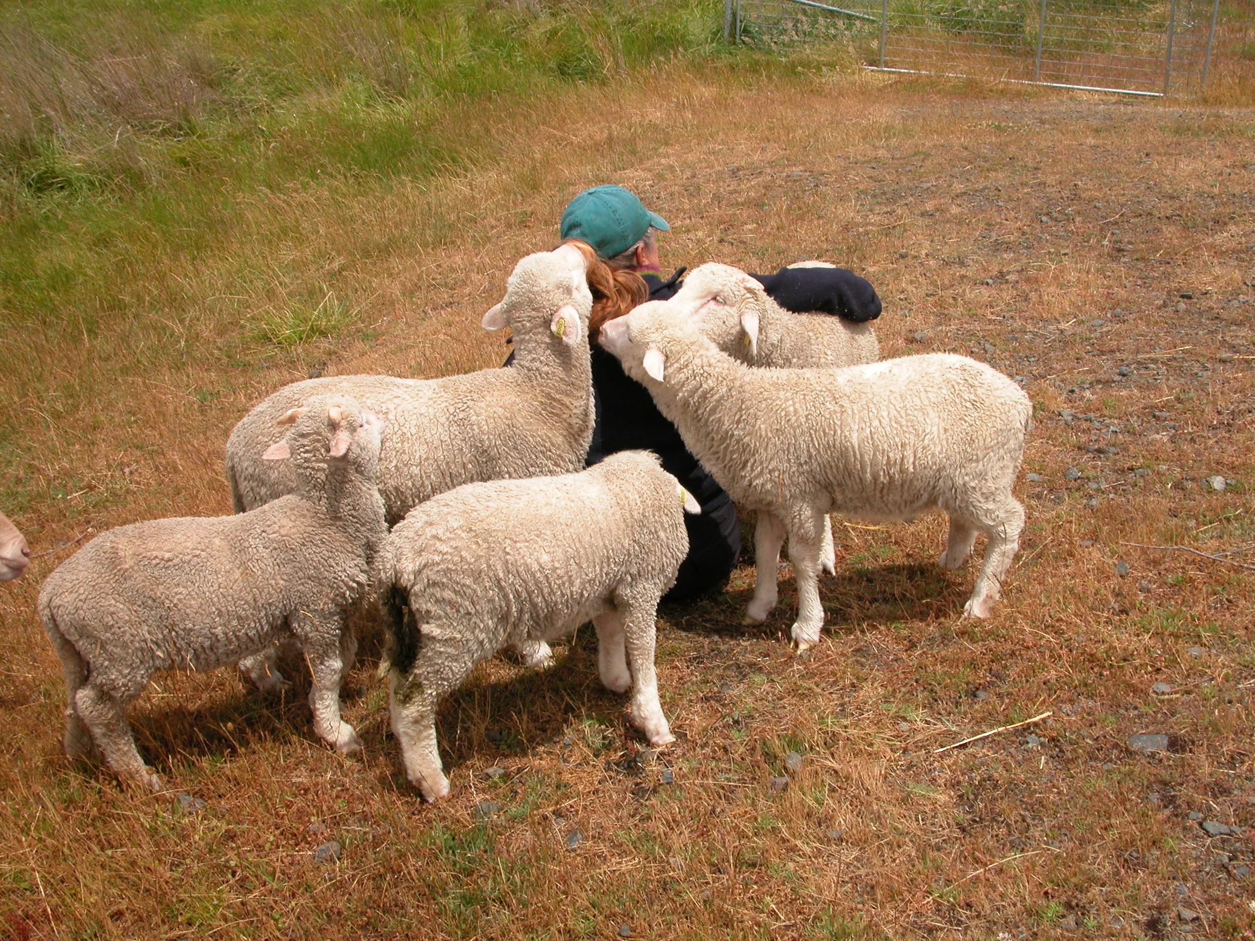 Felix, Elf, Clara, Georgie and Vicki