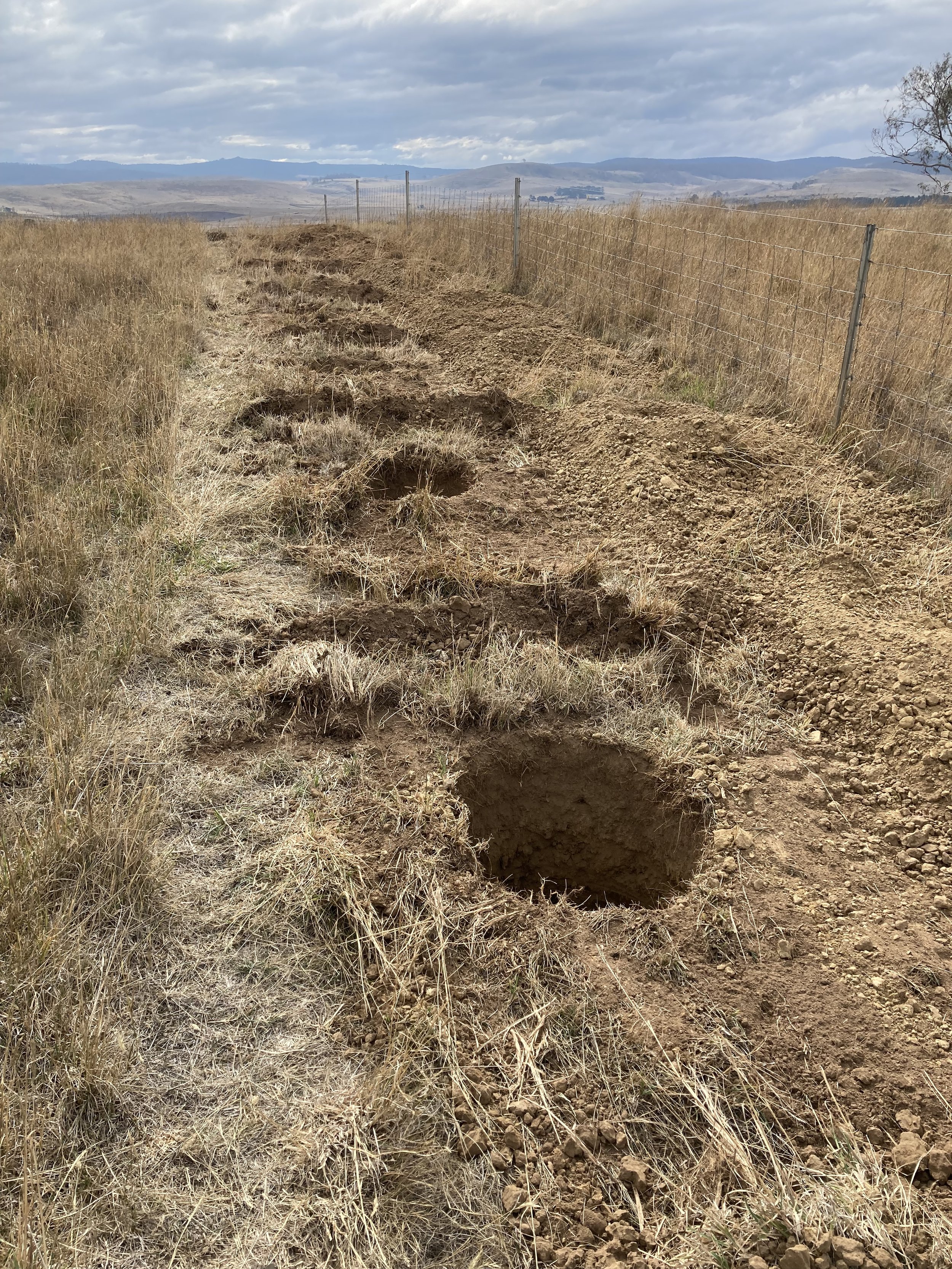 Line of newly dug graves for cemetery #2