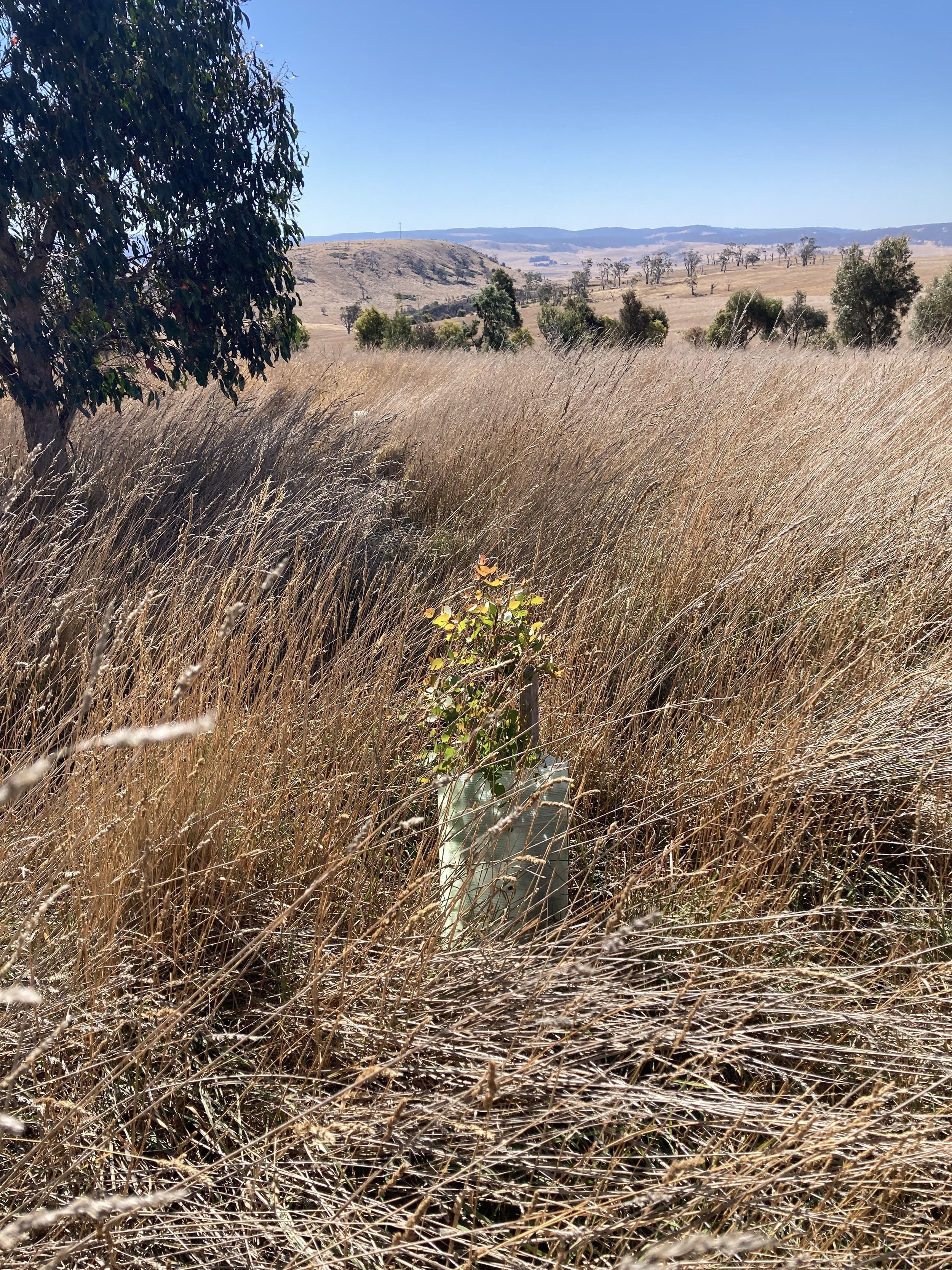 Chicory Hill: Sheep cemetery #1
