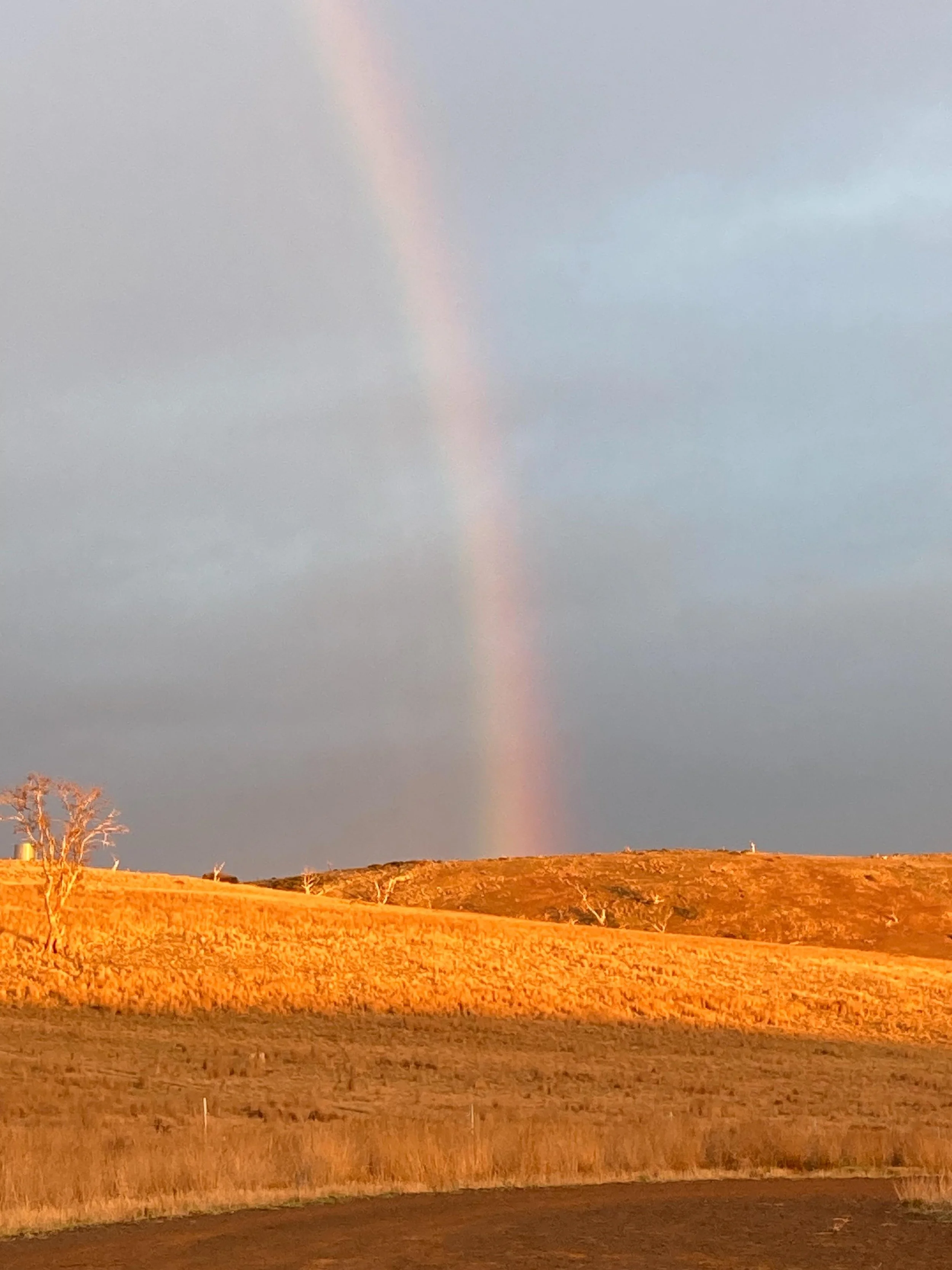 An unexpected sunrise rainbow. Nice that it&rsquo;s raining somewhere, even if not right here! #wgwshepherding #whitegumwool