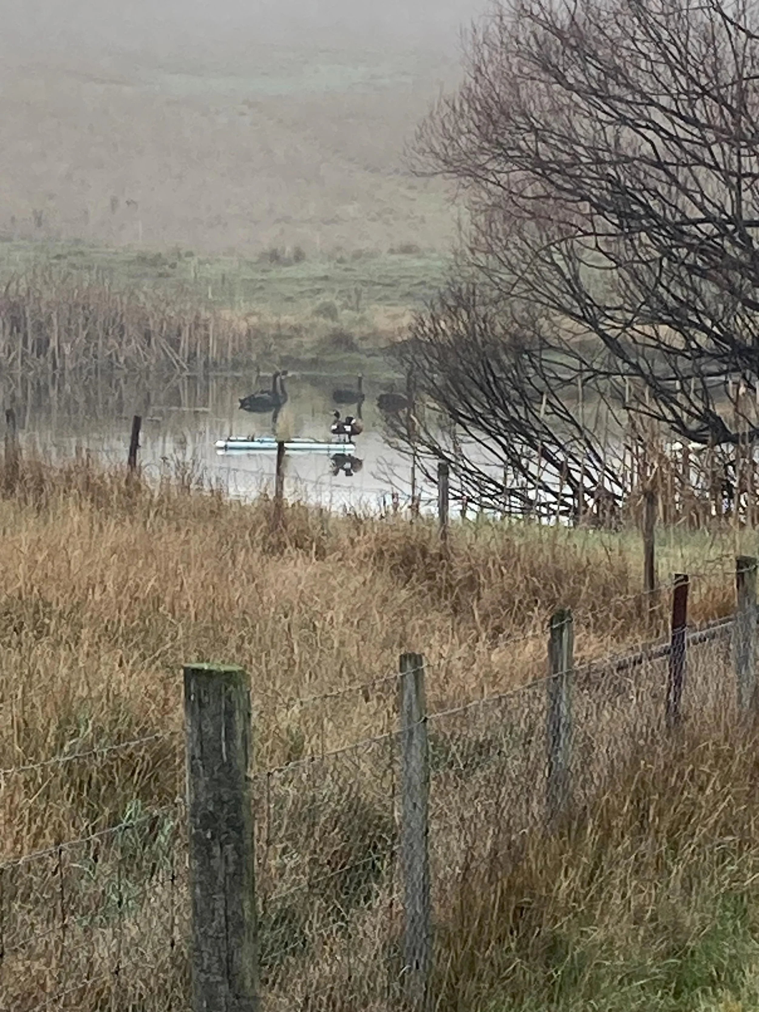Mountain ducks taking advantage of the floating wetland #wgwshepherding #whitegumwool