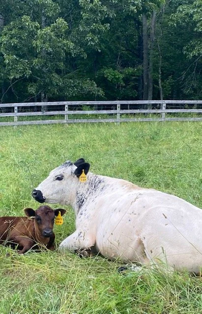 Joshua and Junco (half sister and adopted calf)