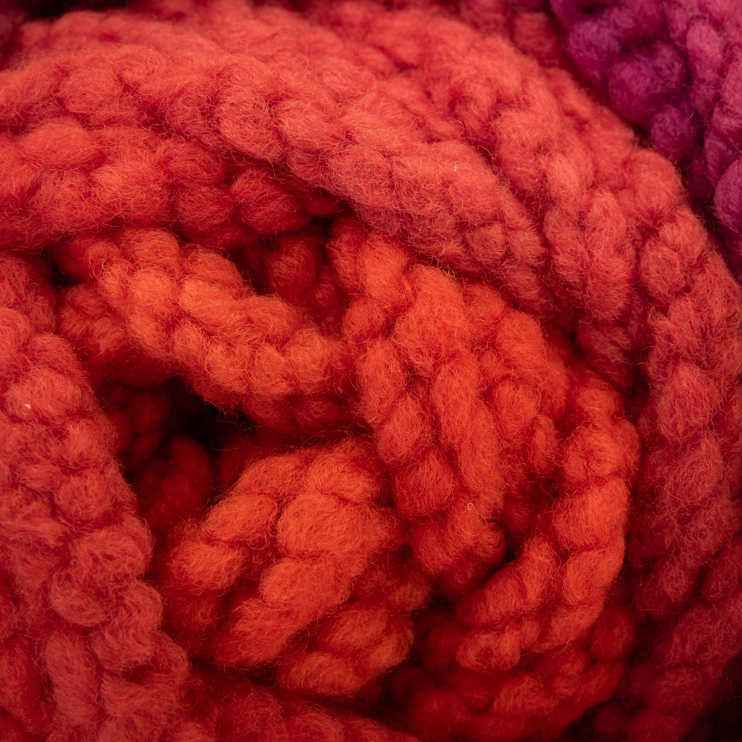 M-48-CCY-SUN Red Sundew (DSC03793) 2026 01.jpg