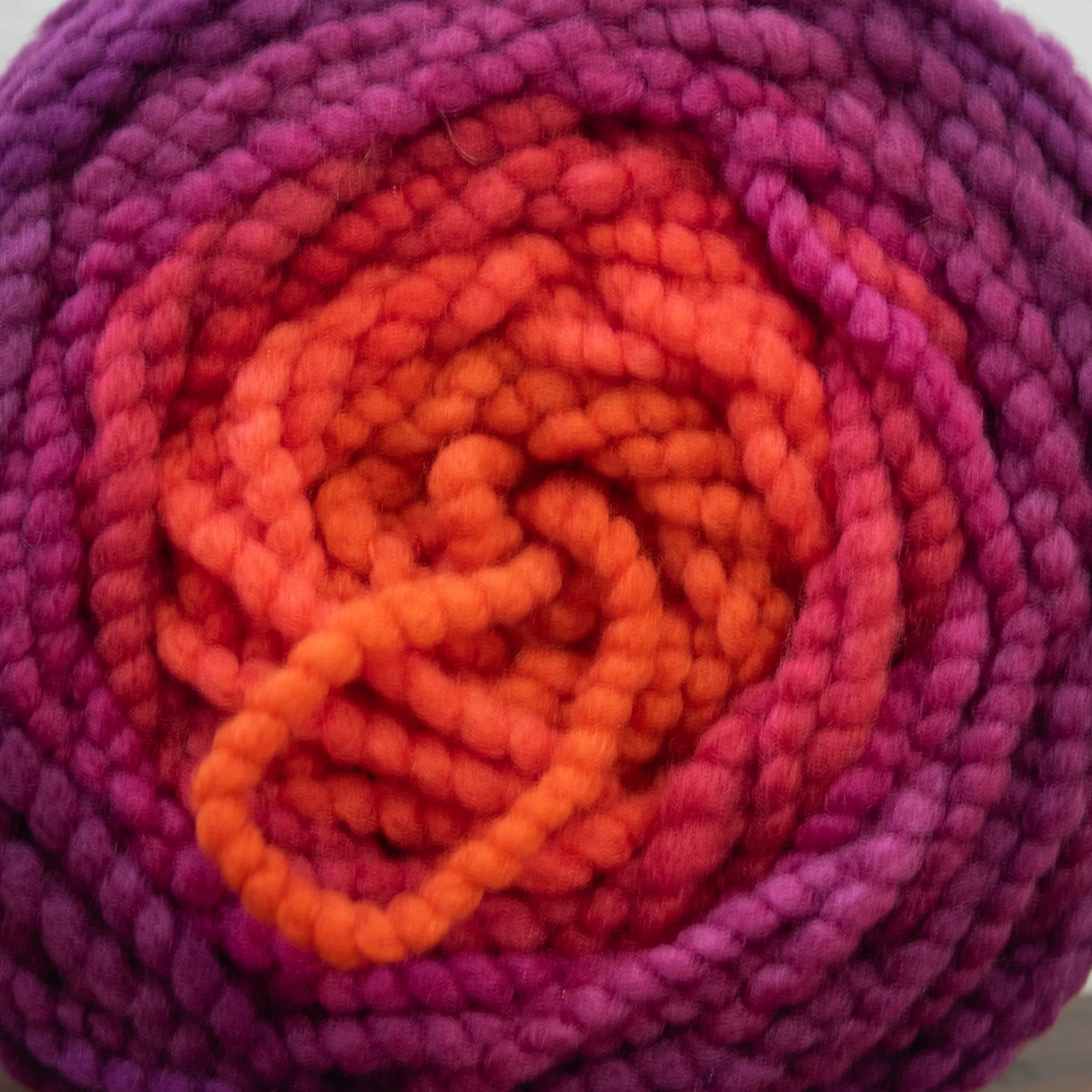 M-12-CCY-SUN Red Sundew (DSC03750) 2026 03.jpg