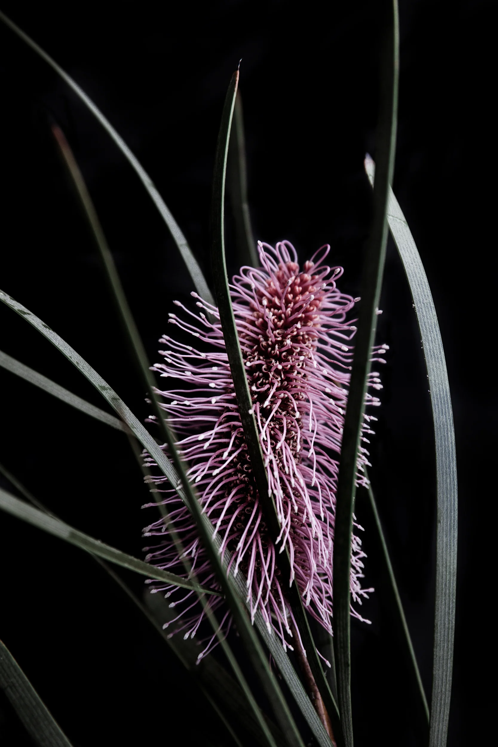 Hakea_0040 1s.jpg