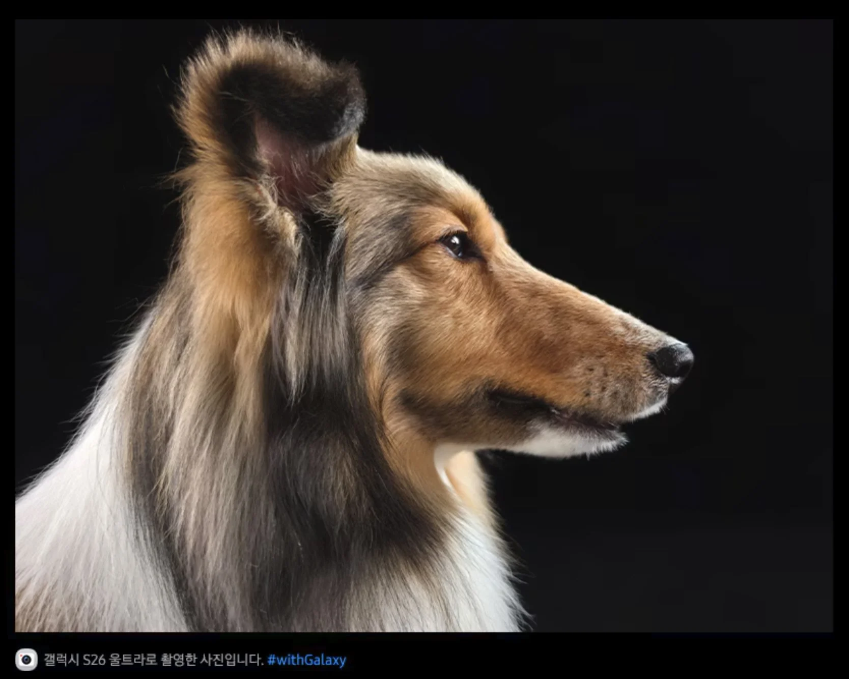 galaxy dog.jpg