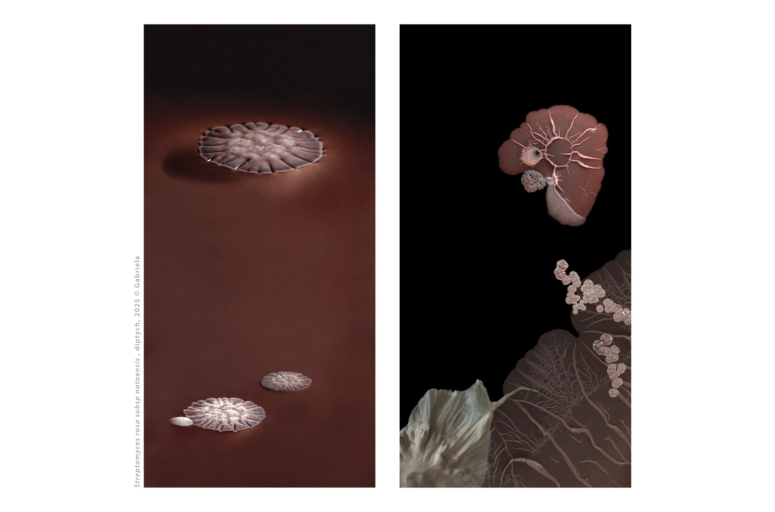 STREPTOMYCES-ROSA-subsp-NOTOENSIS_Web.jpg