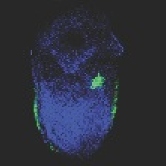 Unknown-2.jpeg