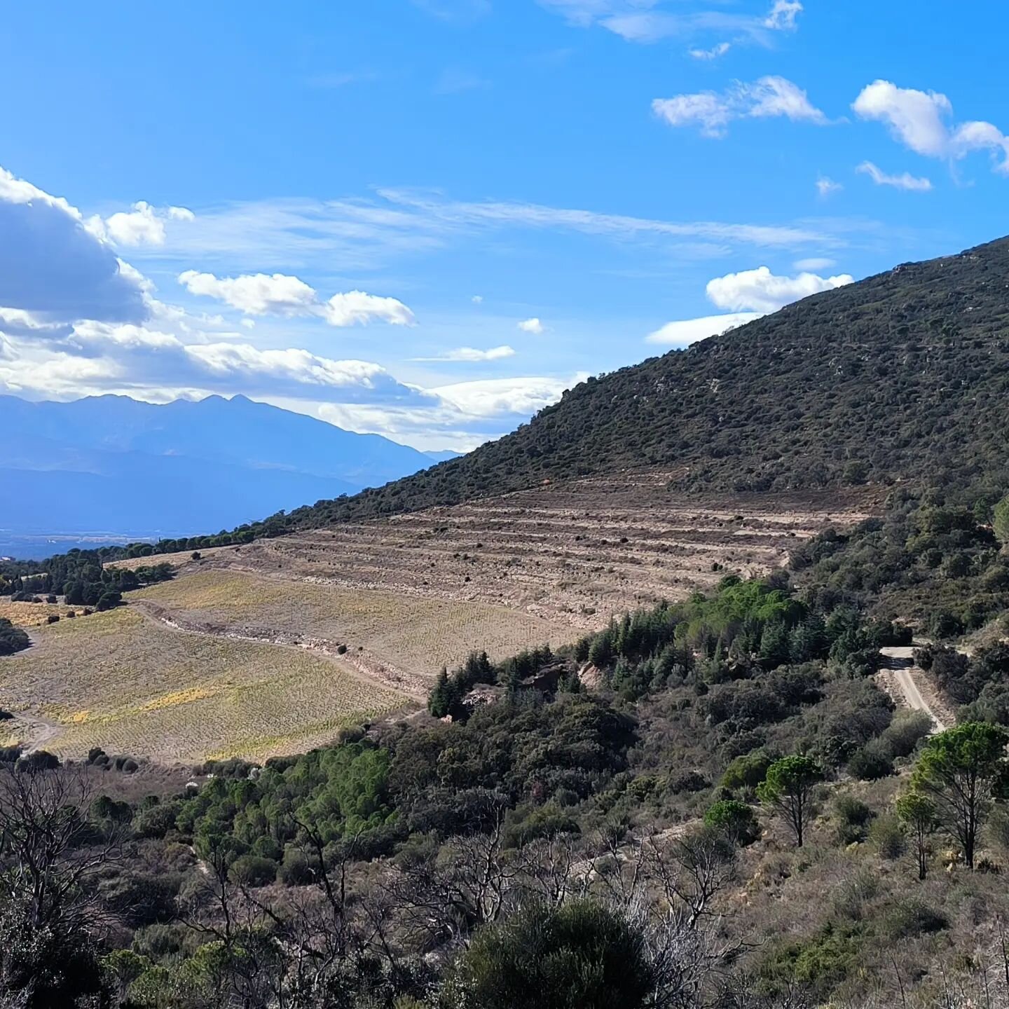 Terroirs du Domaine Boucabeille a l'automne. coteaux de schistes de la colline de For&ccedil;a real o&ugrave; les Grenache noirs virent au jaune, au brun et au rouge. Bient&ocirc;t la taille de la vigne !
#montenero #lesorris #cotesduroussillonvillag