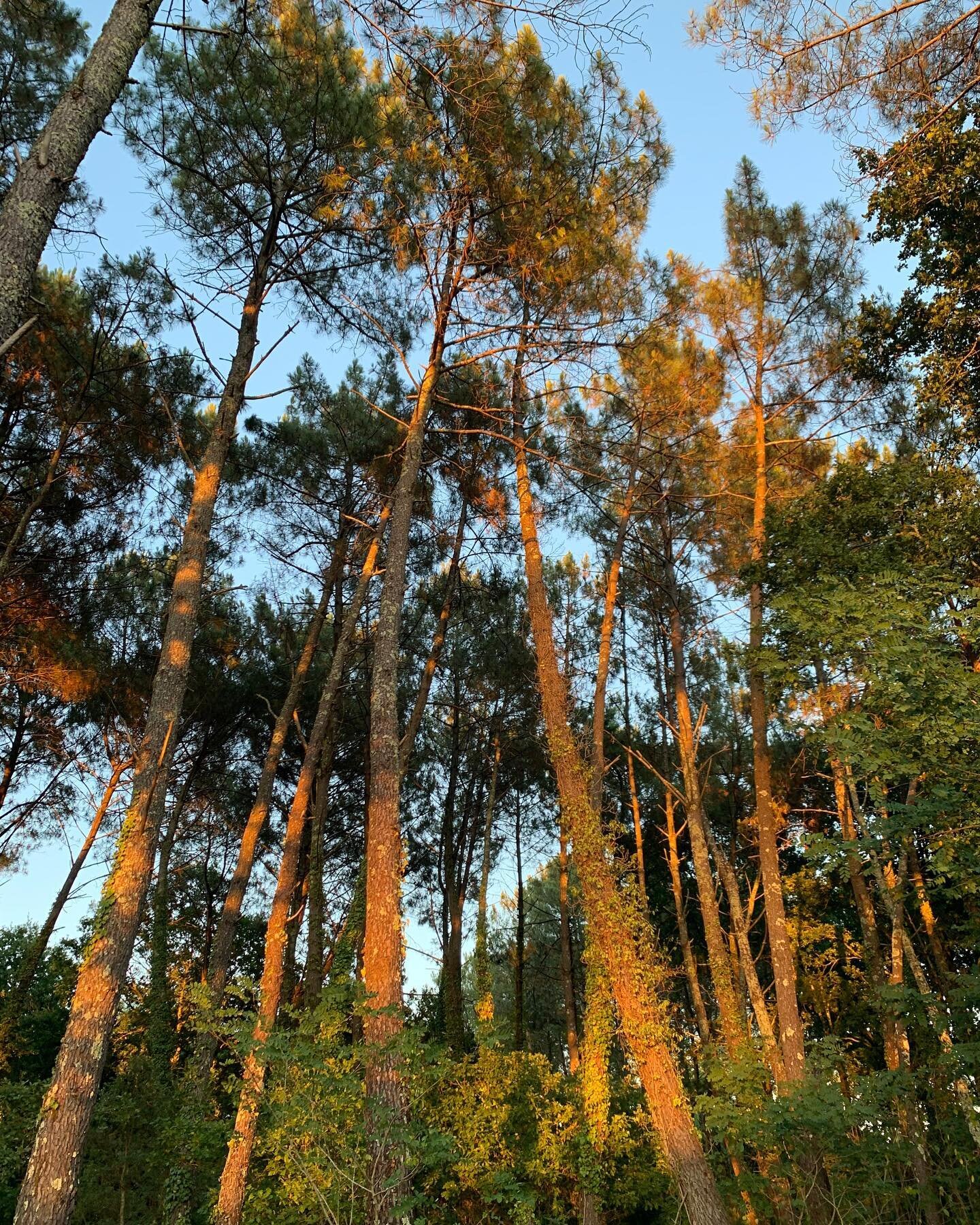 Celle qui postait toujours ses cartes postales au retour de vacances. Et sur insta c&rsquo;est pareil 😁 mais pour r&eacute;sumer ce fut de l&rsquo;air, en vrai et surtout dans la t&ecirc;te.
.
.
.
.
.
 #livelittlethings #naturelovers #greenplanet #b