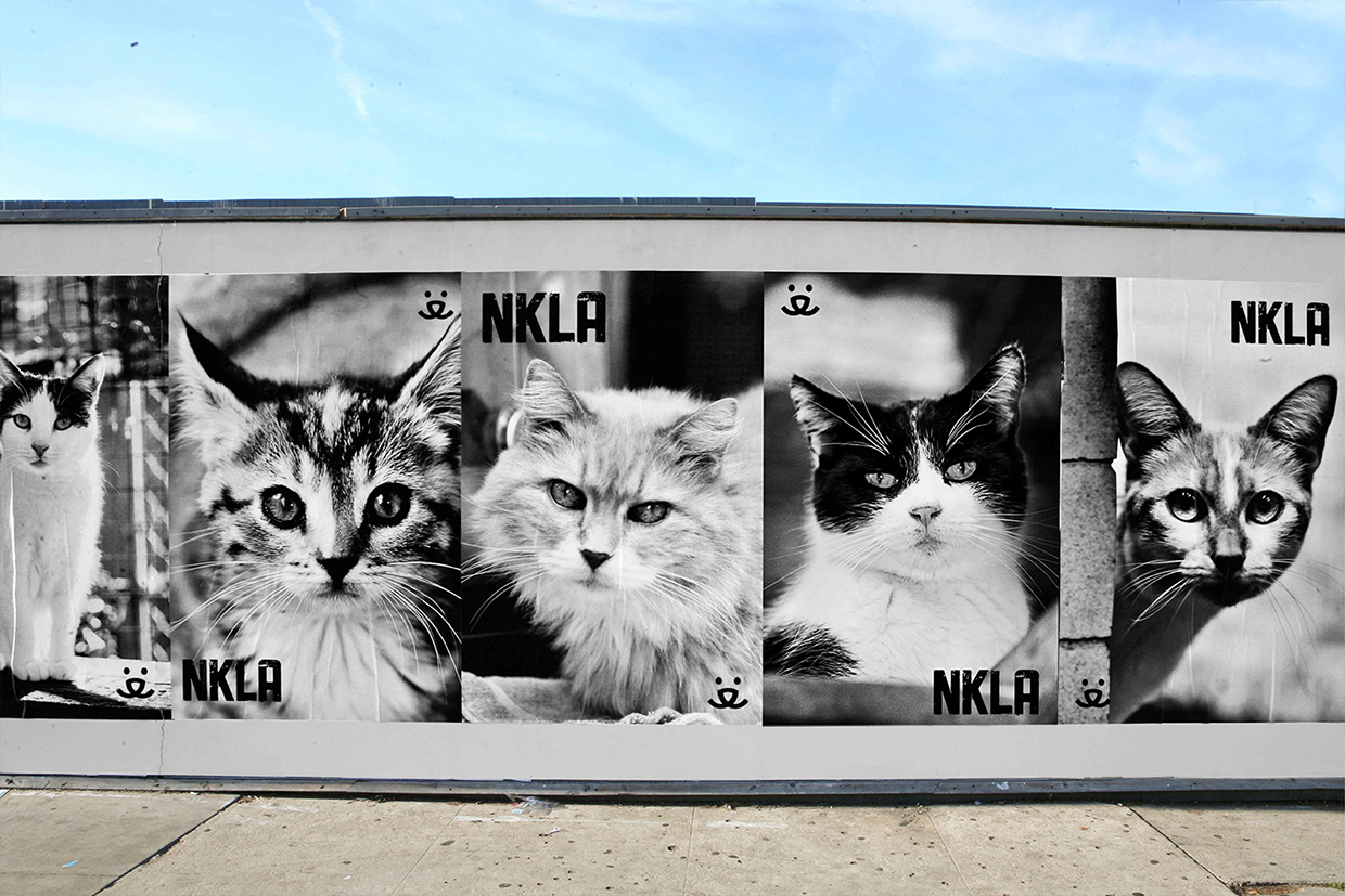 Shelter Cat Wildpostings