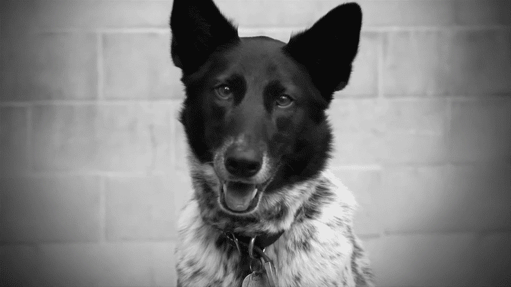 NKLA - Case Study-high.gif