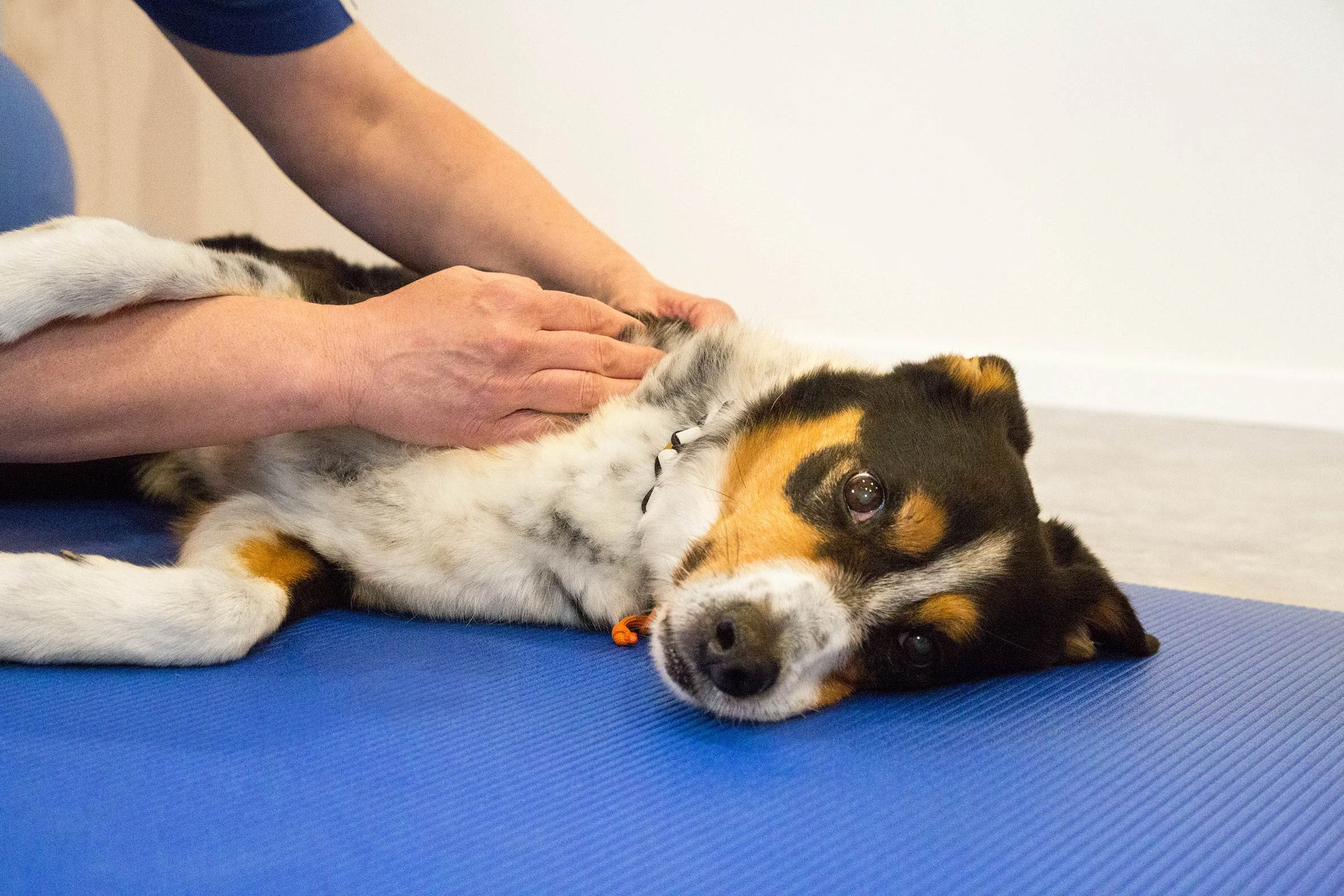 hundephysio-zuercher-therapieraum.jpg