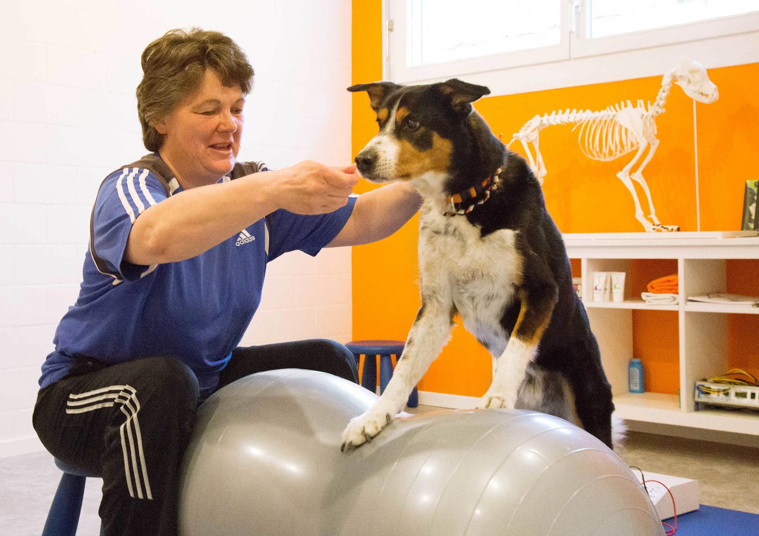 hundephysio-zuercher-therapieraum-behandlung.jpg