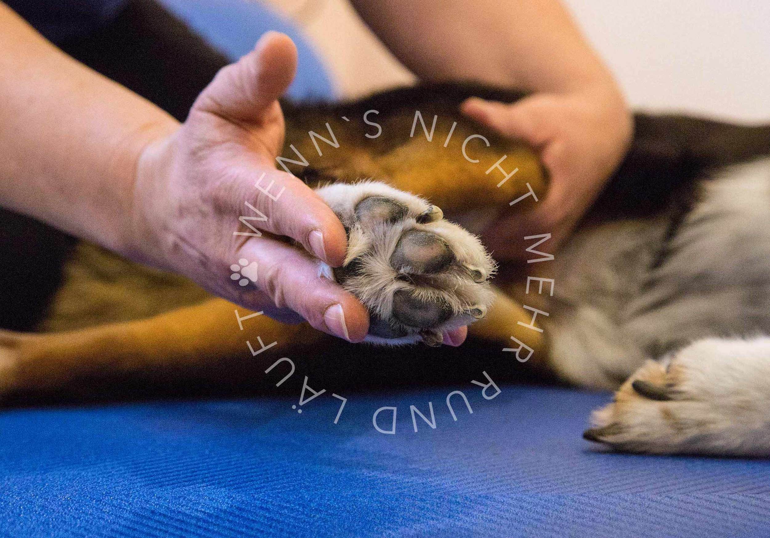 hundephysio-zuercher-behandlung-closeup-claim.jpg