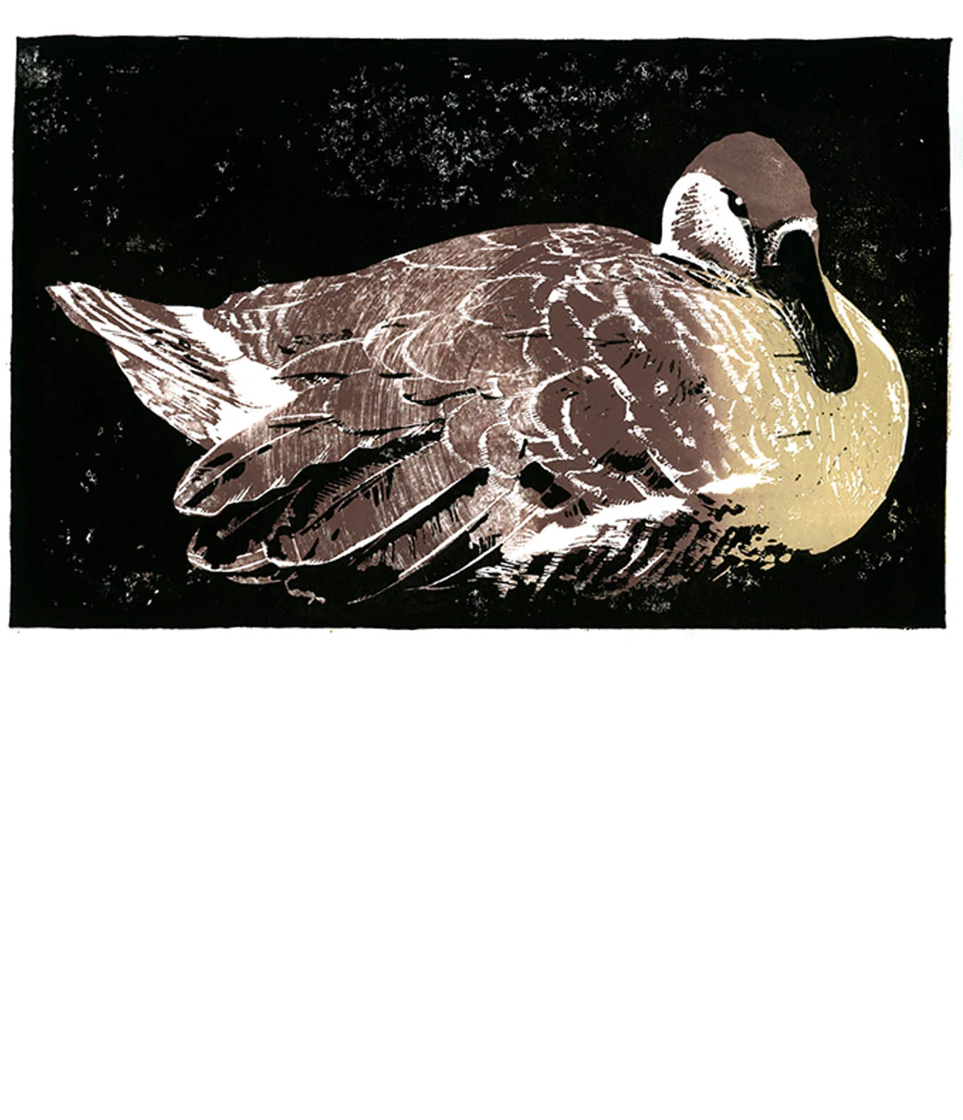 duck.jpg