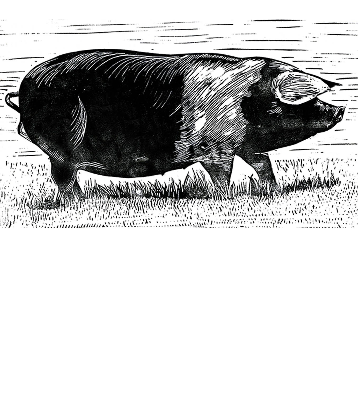 pig with footer.jpg