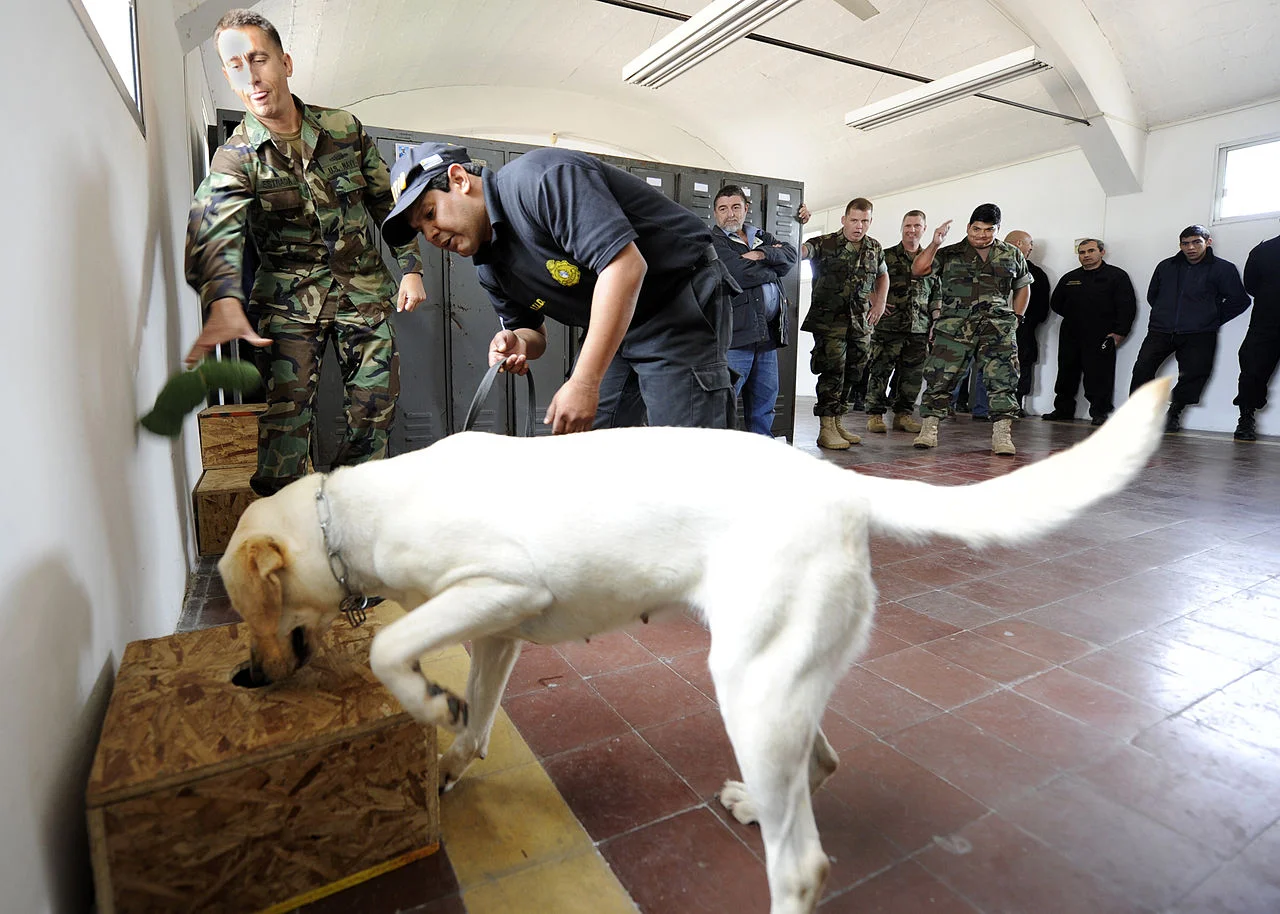 Better training bomb sniffing dogs