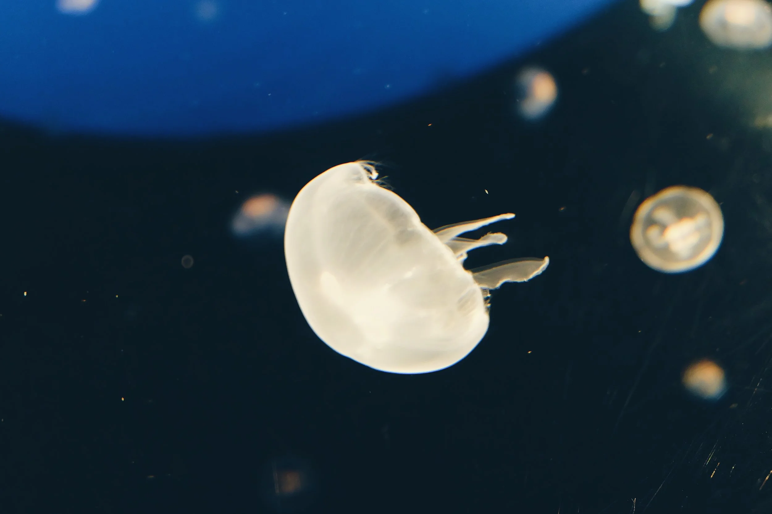 Aquarium
