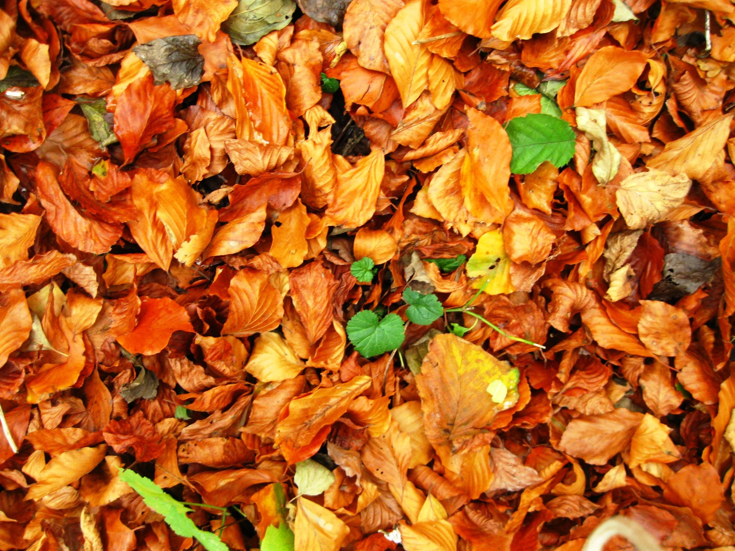 New Grow Season dates 