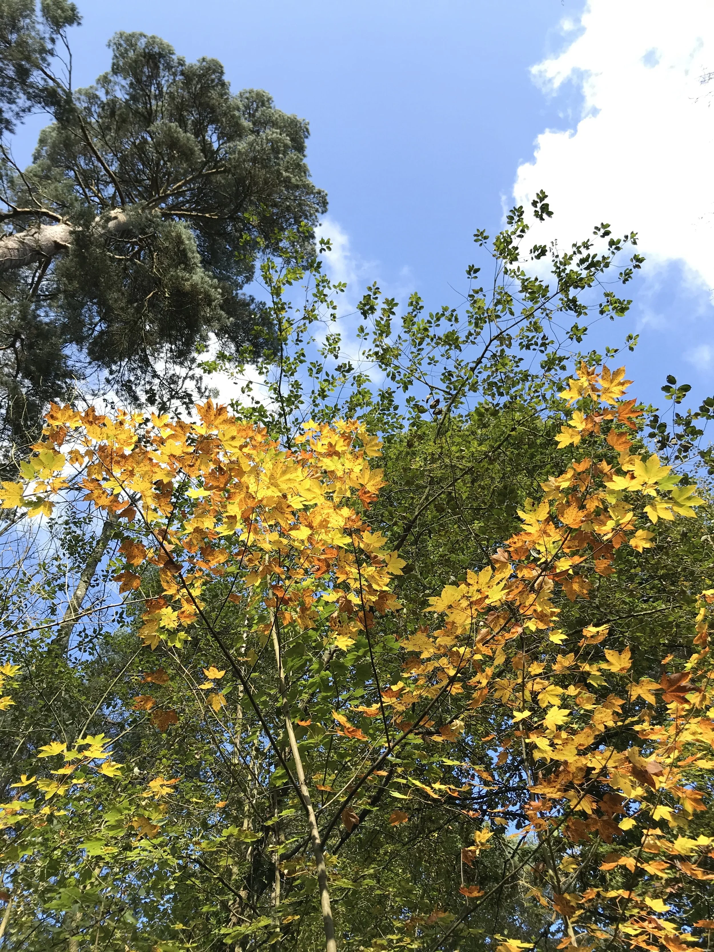 New events added to our Natural Wellbeing Programme!