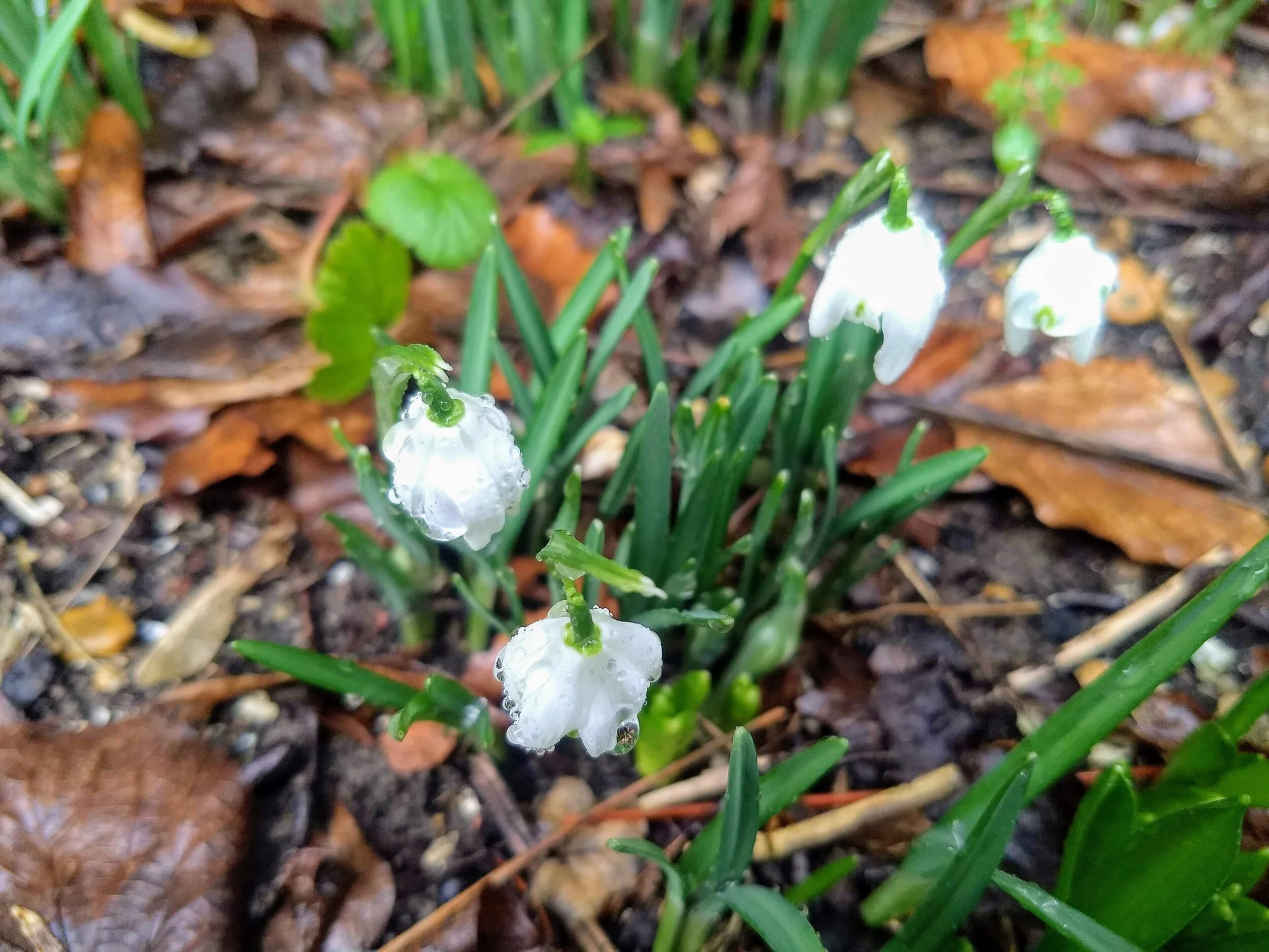 Contribute to our video celebrating the arrival of spring!