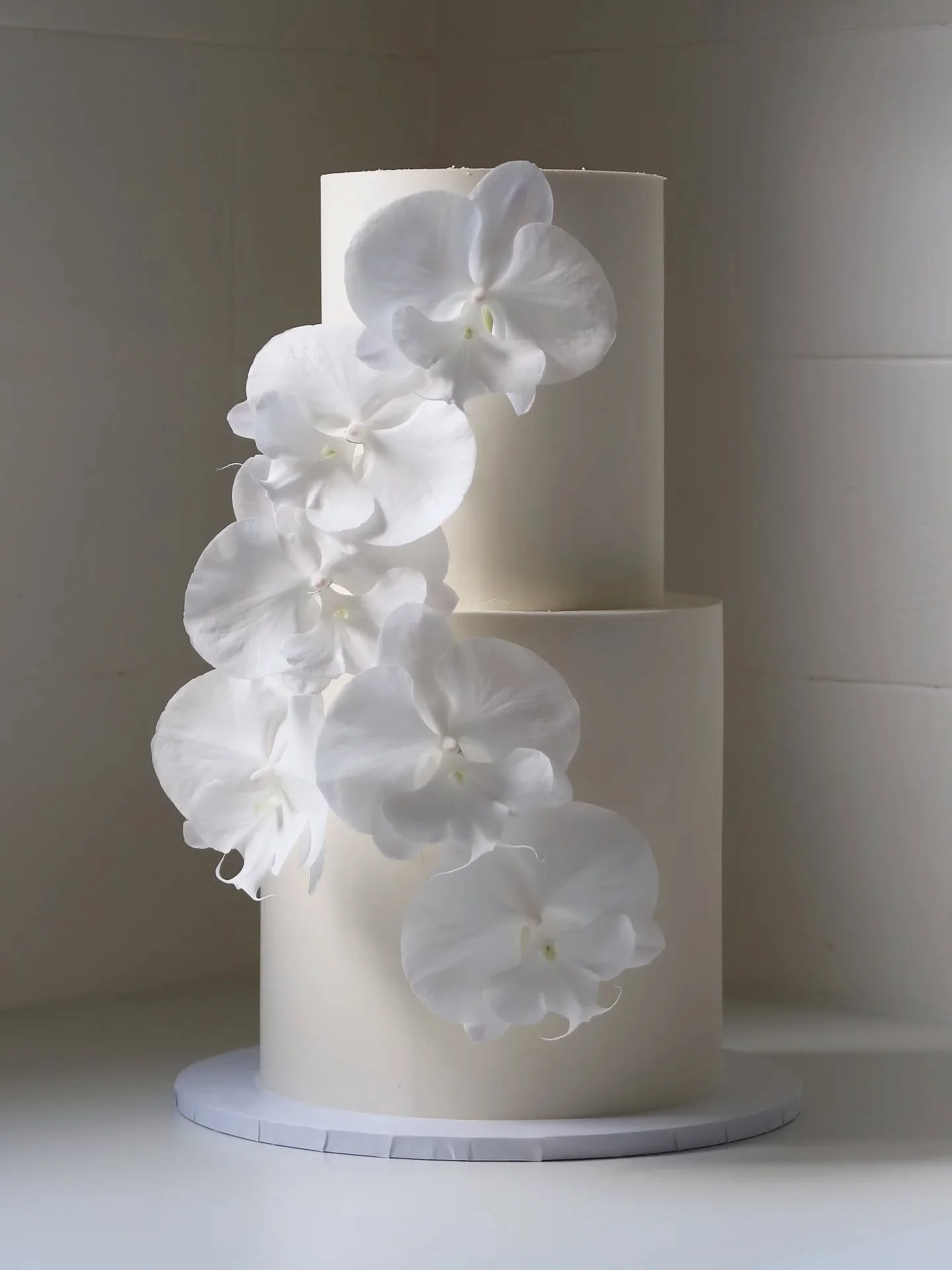 The light hitting the orchids so nicely, I just had to share 🥹