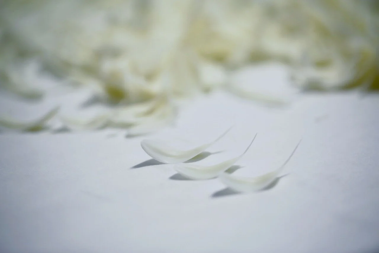 Swan White Chocolate Birthday Cake Limassol Cyprus Order Buy