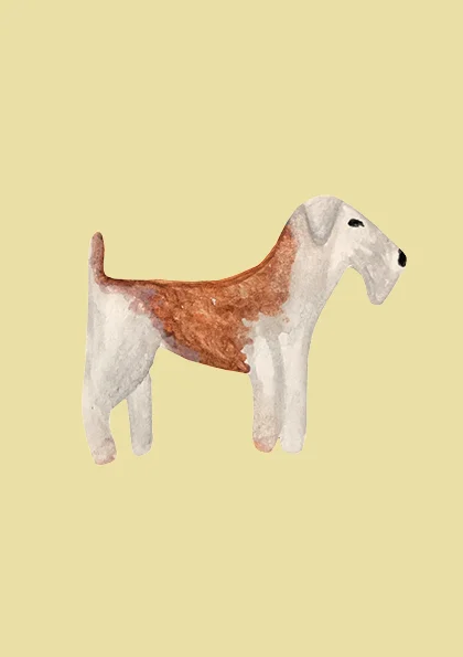 Fox terrier.jpg