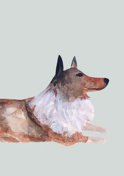 Collie.jpg
